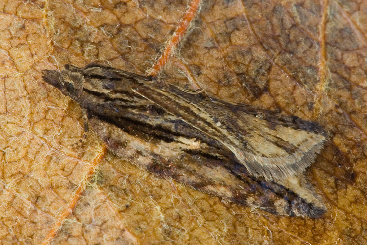 Dark-streaked Button (Acleris umbrana) photographed in Somerset by John Bebbington