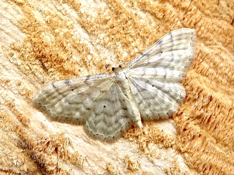 Dwarf Cream Wave (Idaea fuscovenosa) photographed in Somerset by Sue Davies