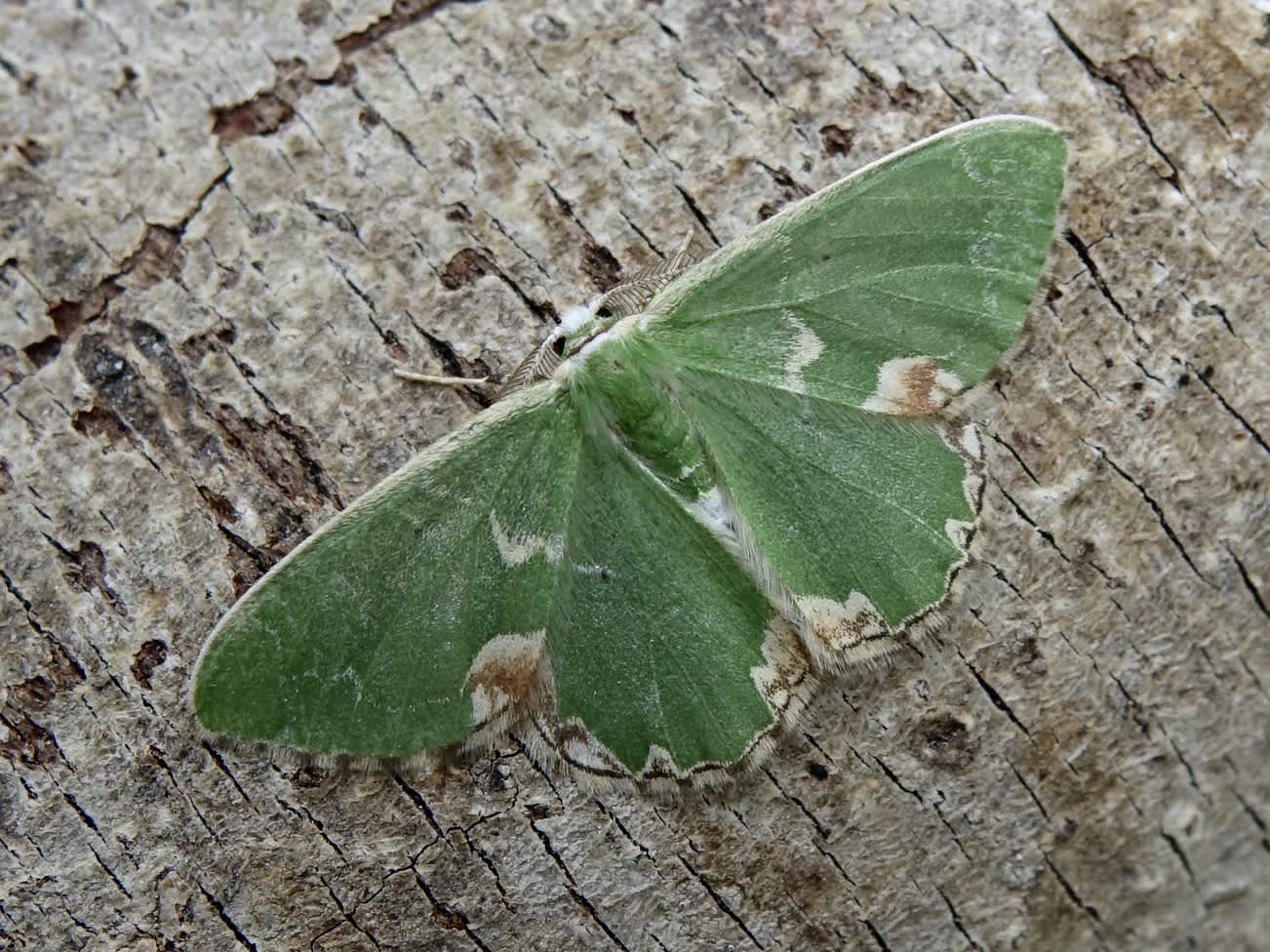 Blotched Emerald (Comibaena bajularia) photographed in Somerset by Sue Davies