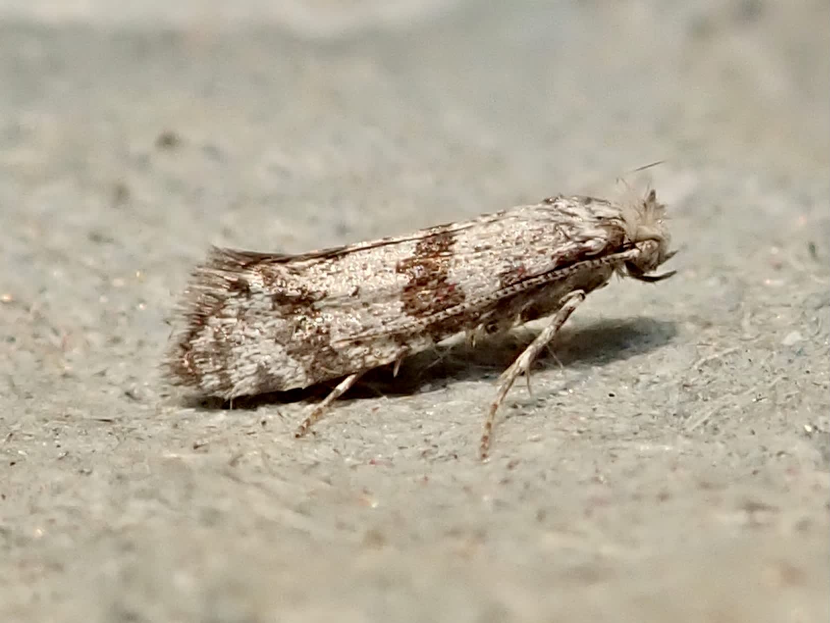 Hawthorn Moth (Scythropia crataegella) photographed in Somerset by Sue Davies