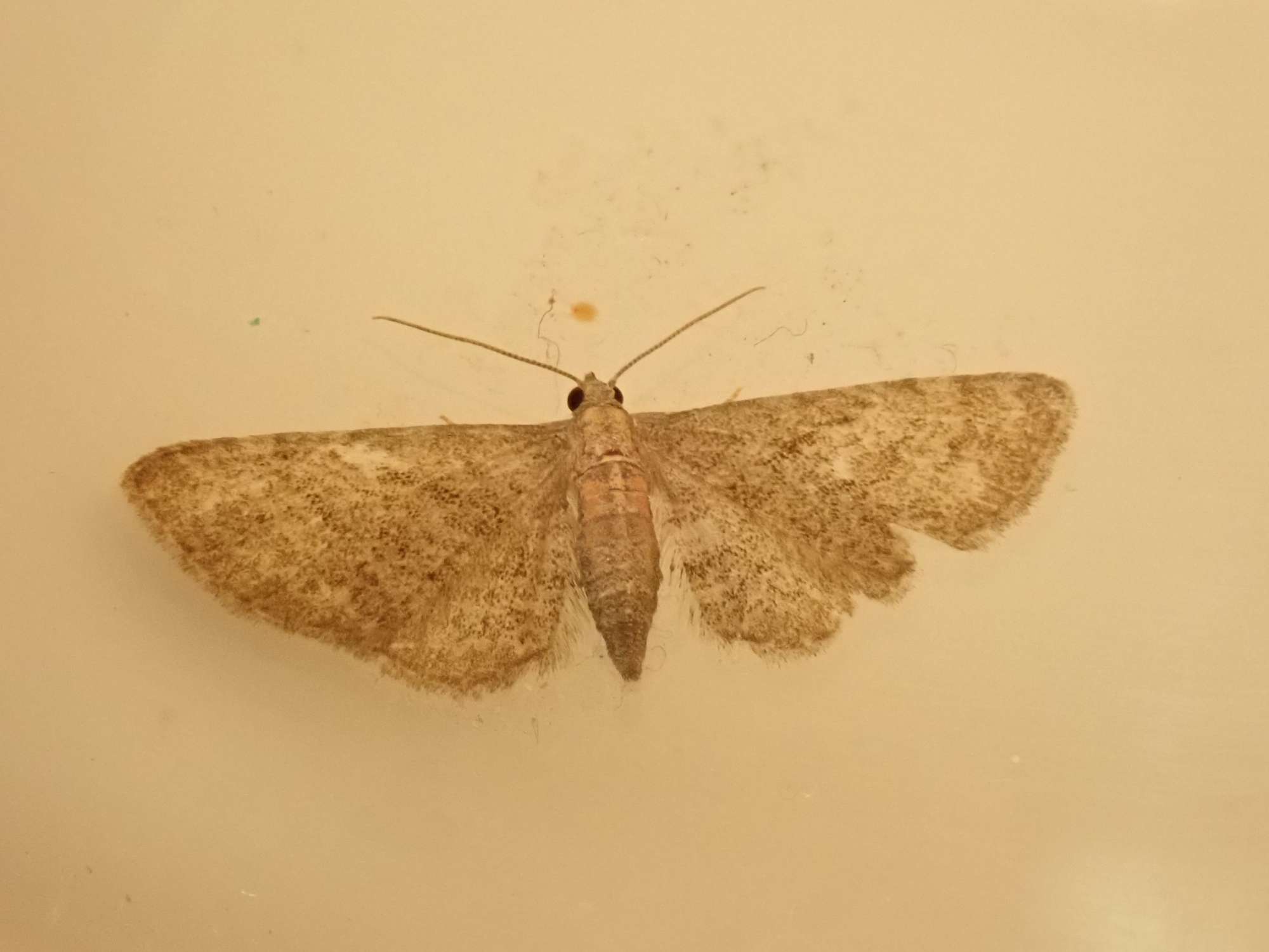 Haworth's Pug (Eupithecia haworthiata) photographed in Somerset by Christopher Iles