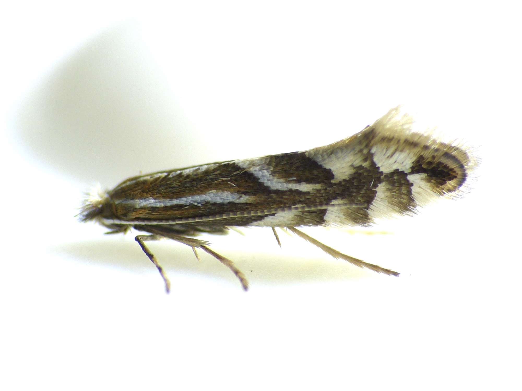 Sloe Midget (Phyllonorycter spinicolella) photographed in Somerset by Paul Wilkins