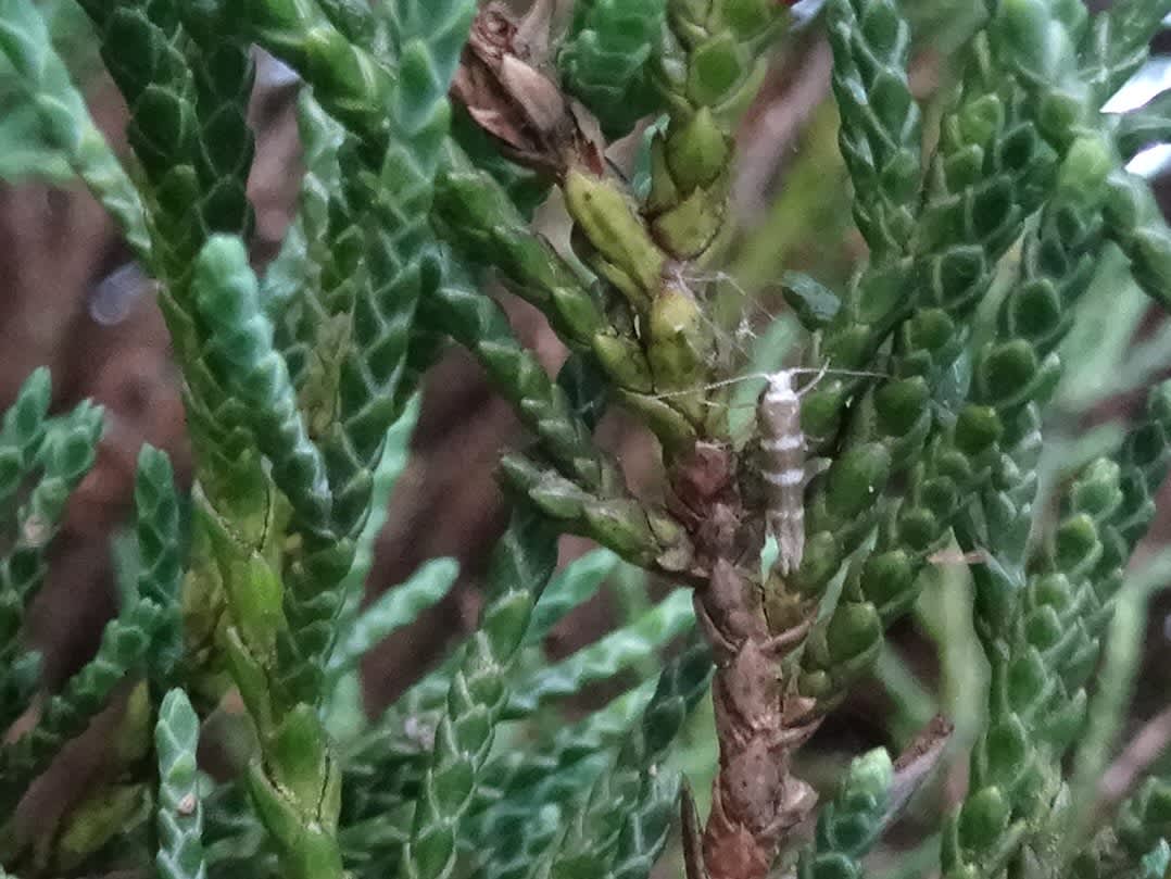 Triple-barred Argent (Argyresthia trifasciata) photographed in Somerset by Christopher Iles