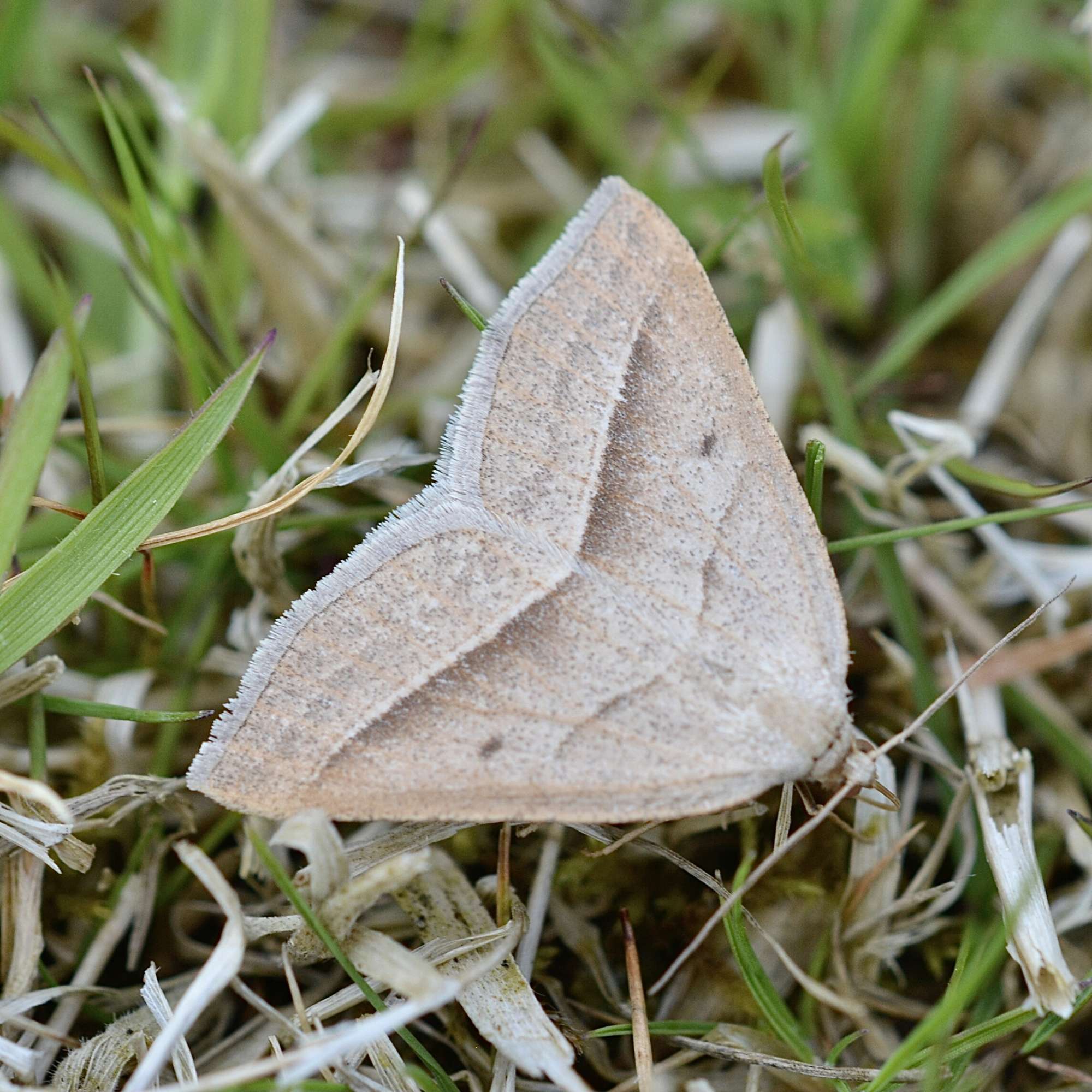 Brown Silver-line (Petrophora chlorosata) photographed in Somerset by Sue Davies