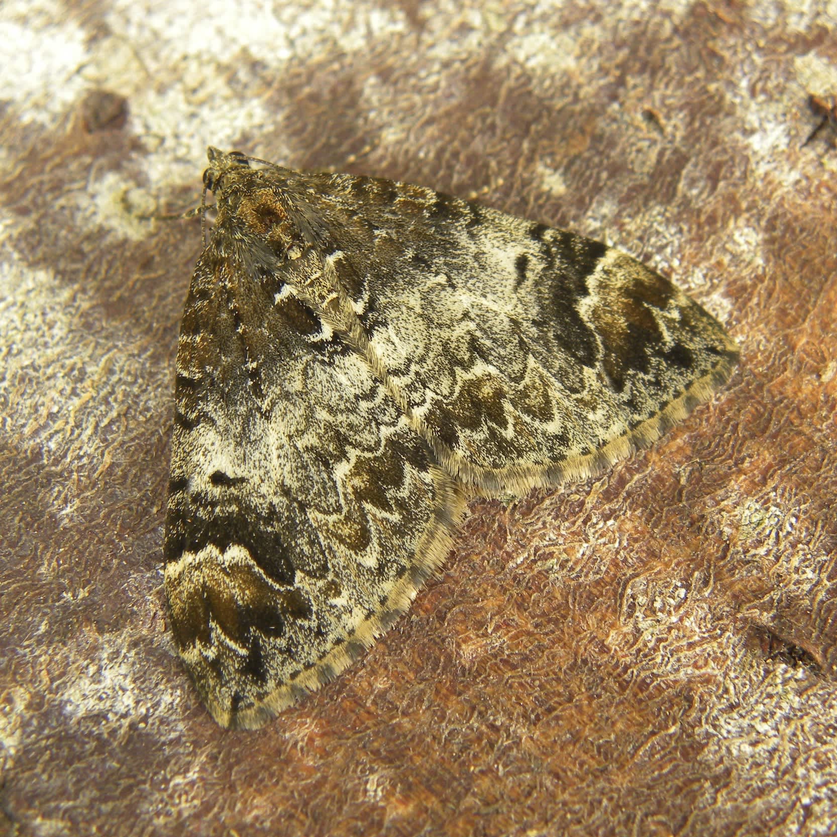 Dark Marbled Carpet (Dysstroma citrata) photographed in Somerset by Sue Davies