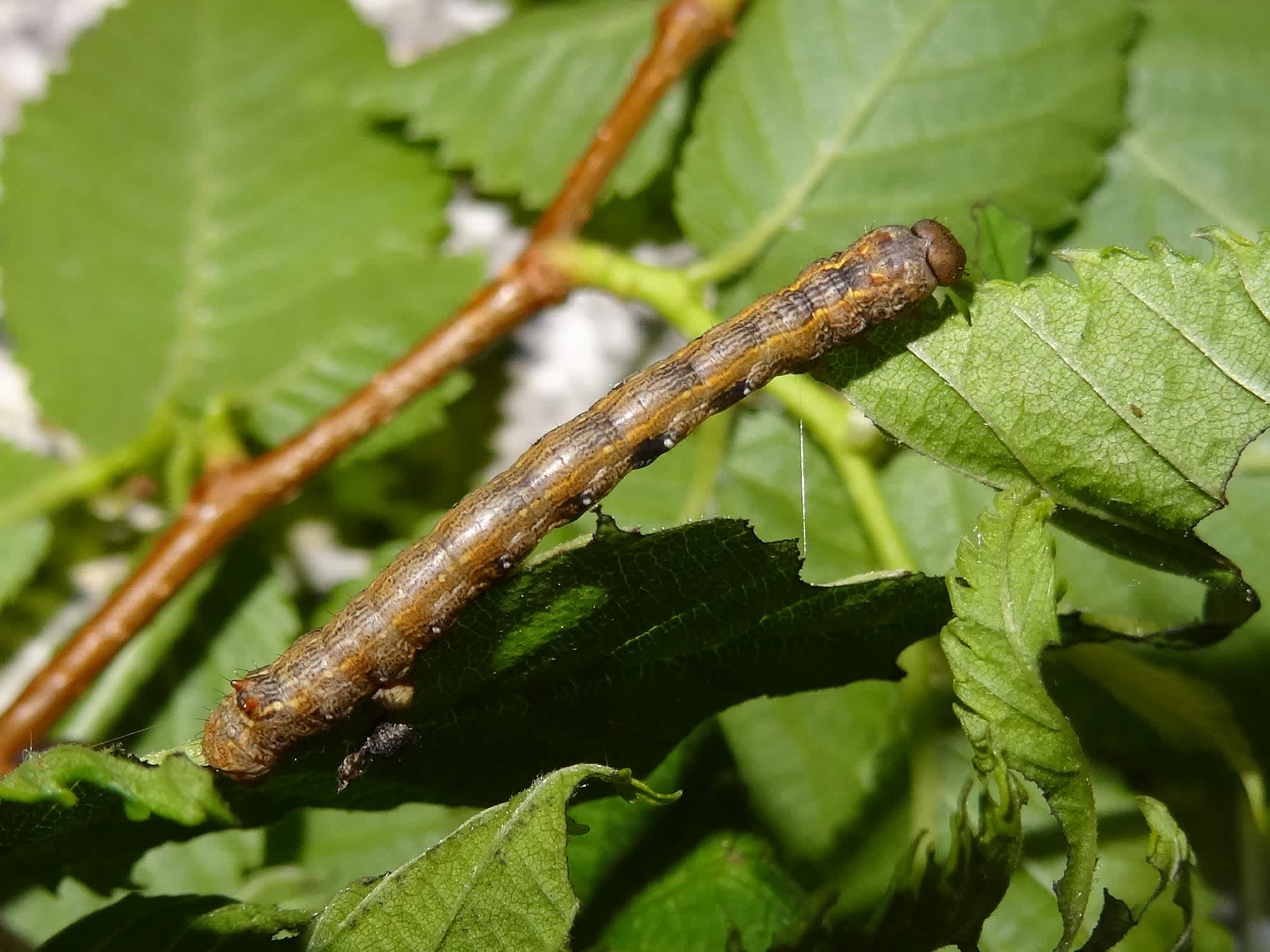 Feathered Thorn (Colotois pennaria) photographed in Somerset by Christopher Iles