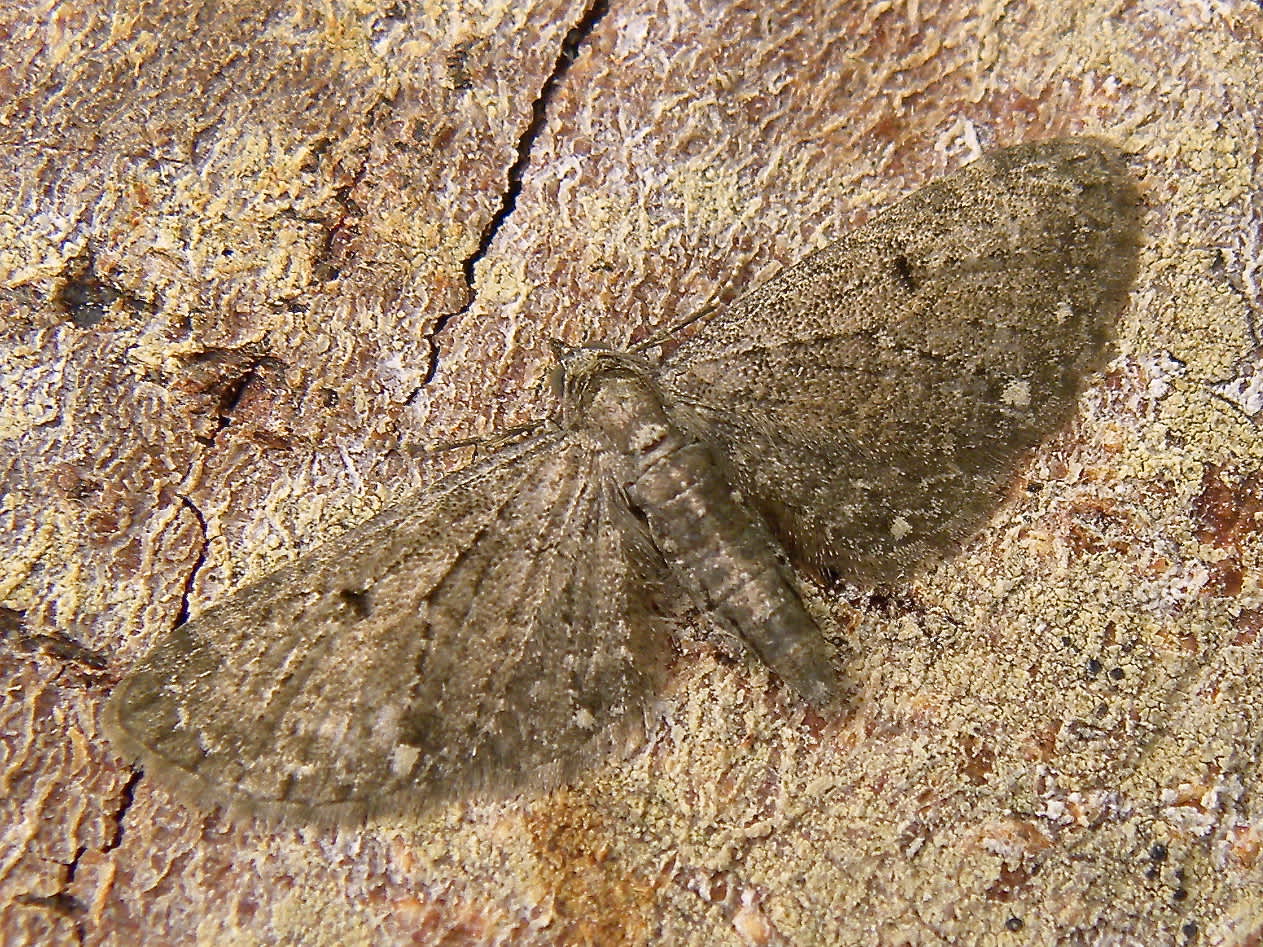 White-spotted Pug (Eupithecia tripunctaria) photographed in Somerset by Sue Davies