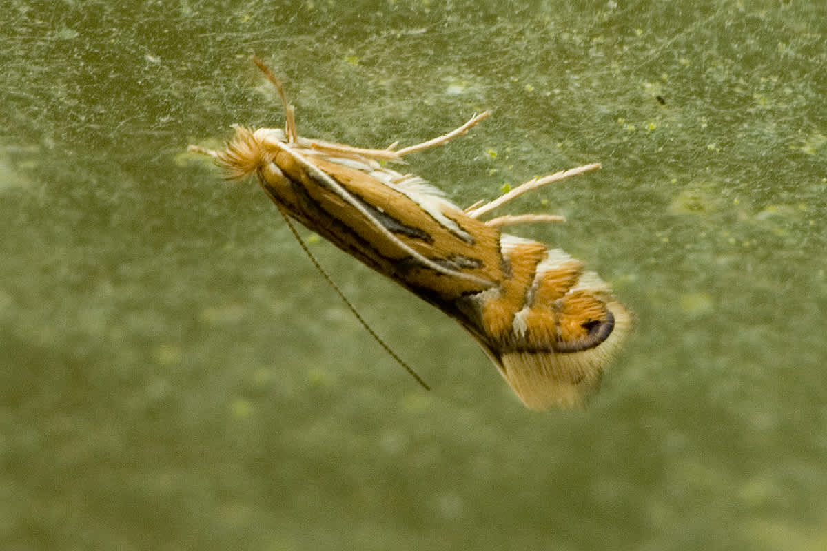 London Midget (Phyllonorycter platani) photographed in Somerset by John Bebbington