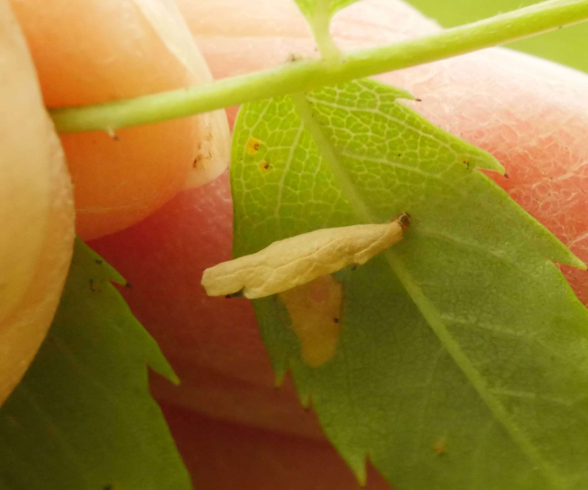 Rose Case-bearer (Coleophora gryphipennella) photographed in Somerset by Jenny Vickers