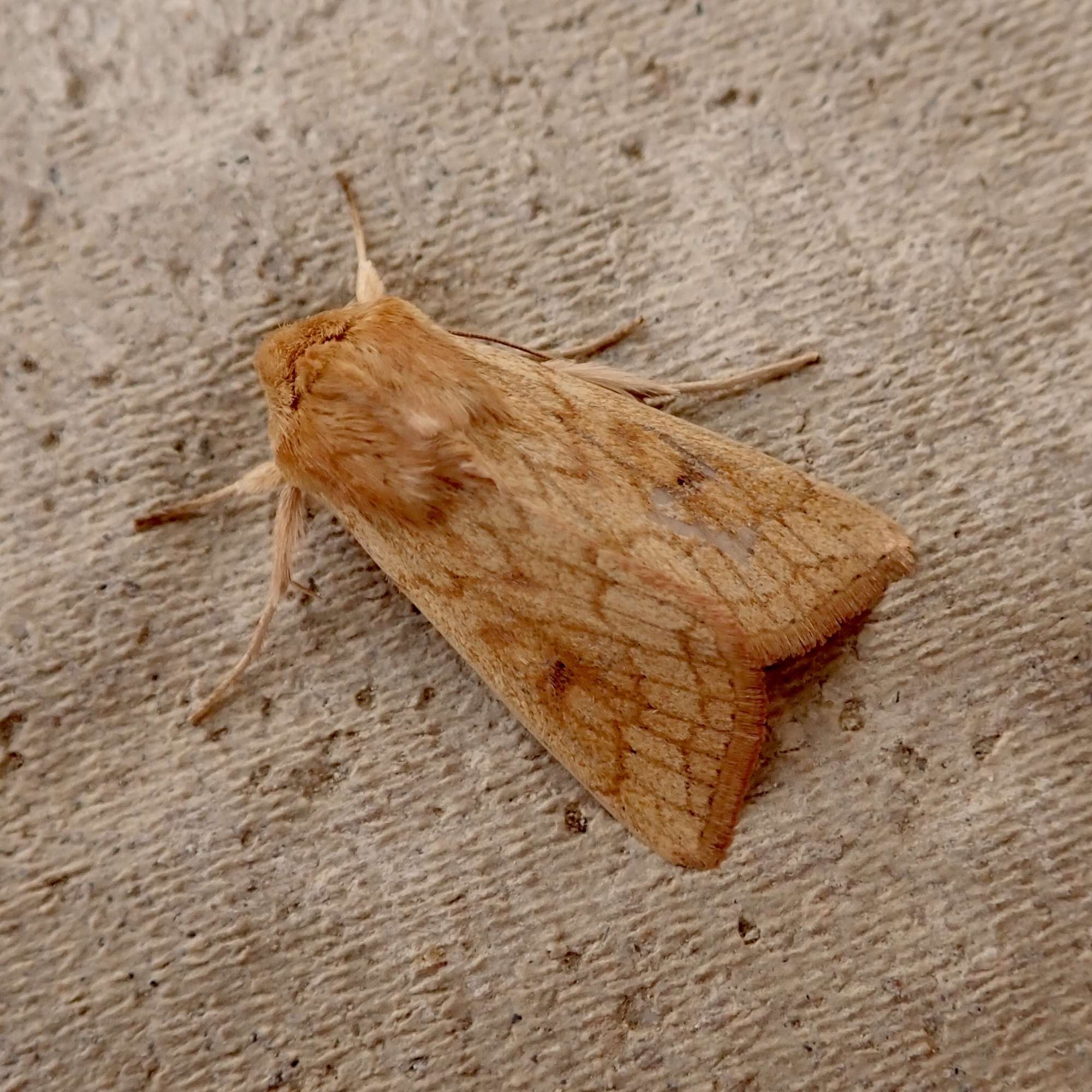 The Delicate (Mythimna vitellina) photographed in Somerset by Sue Davies