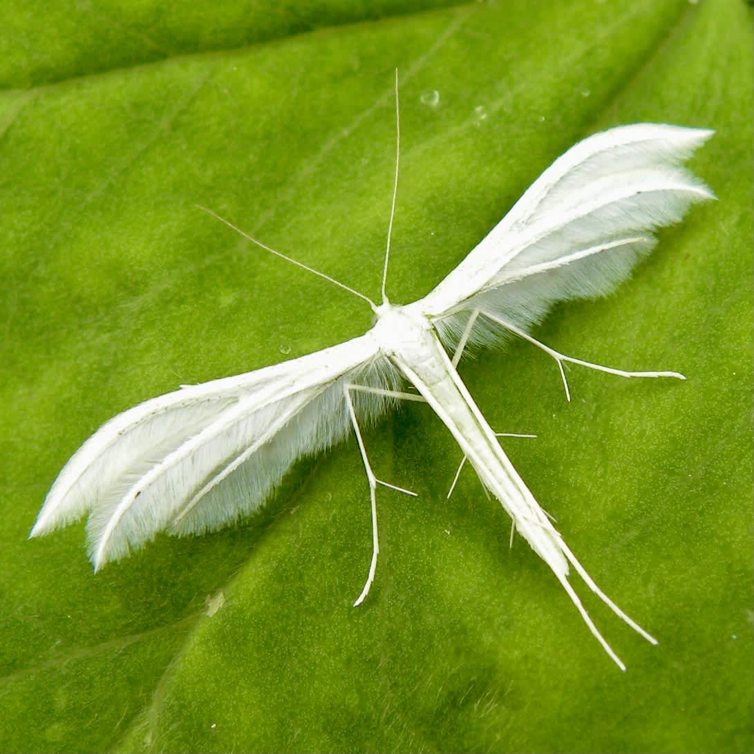 White Plume (Pterophorus pentadactyla) photographed in Somerset by Sue Davies