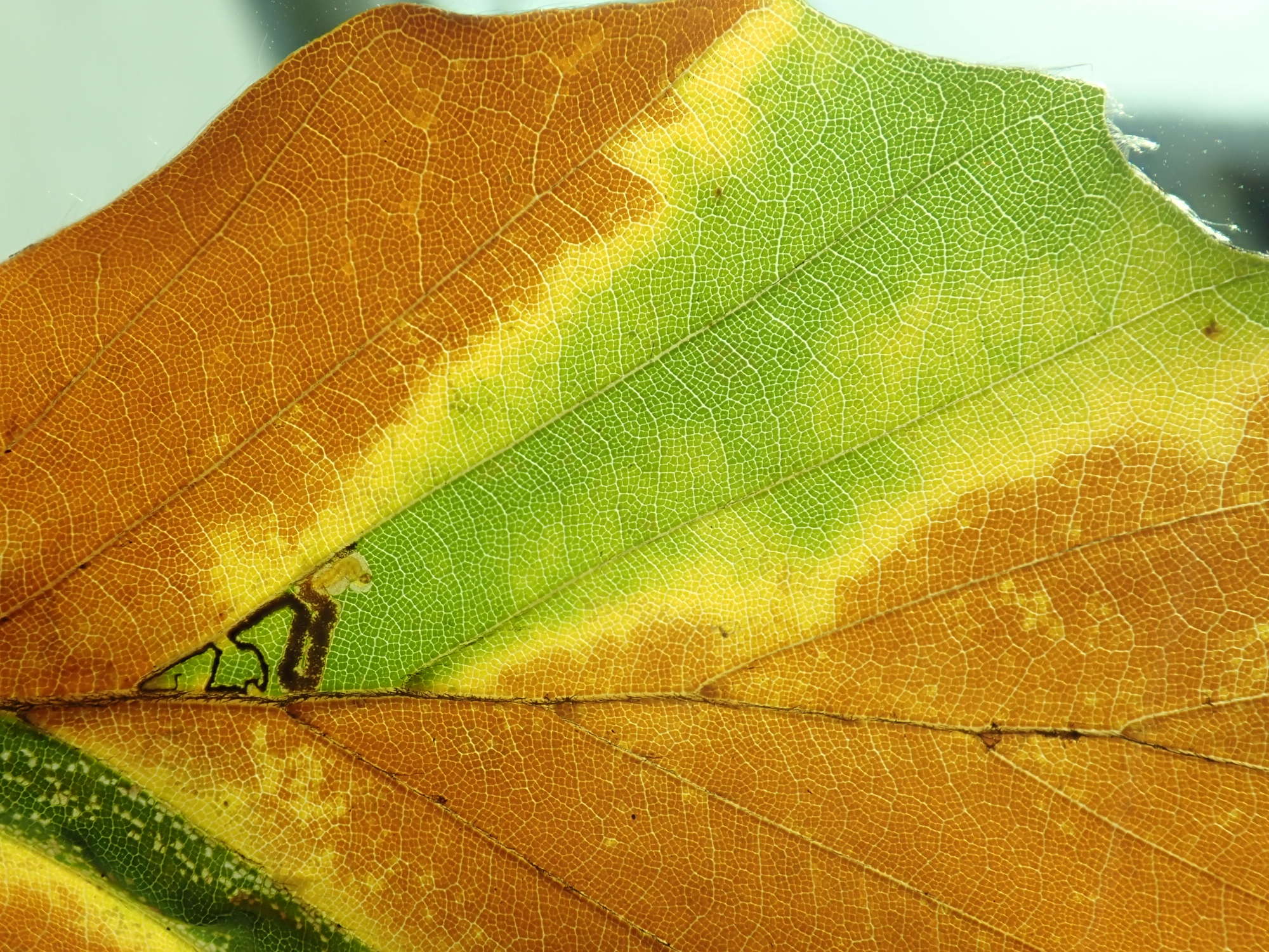 Small Beech Pigmy (Stigmella tityrella) photographed in Somerset by Christopher Iles