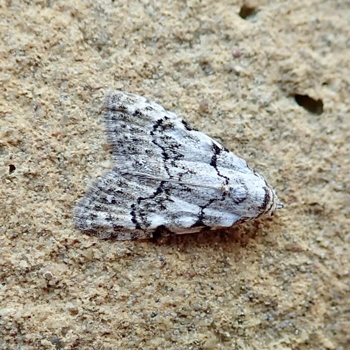 Least Black Arches Somerset Moths