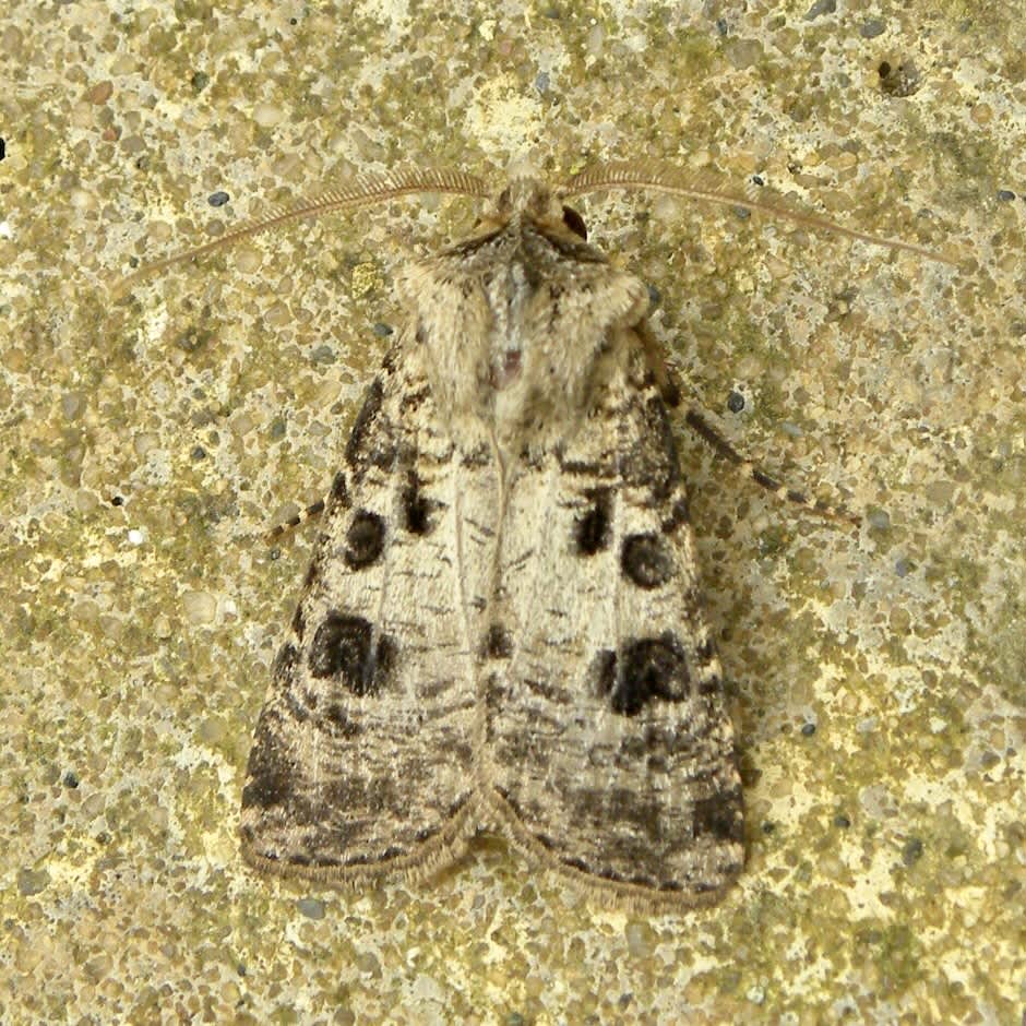 Heart & Club (Agrotis clavis) photographed in Somerset by Sue Davies