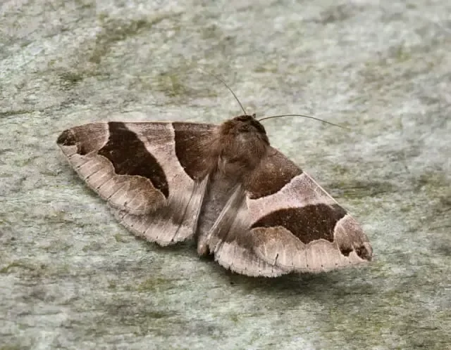 The Passenger (Dysgonia algira) photographed in Somerset by Maurice Pugh