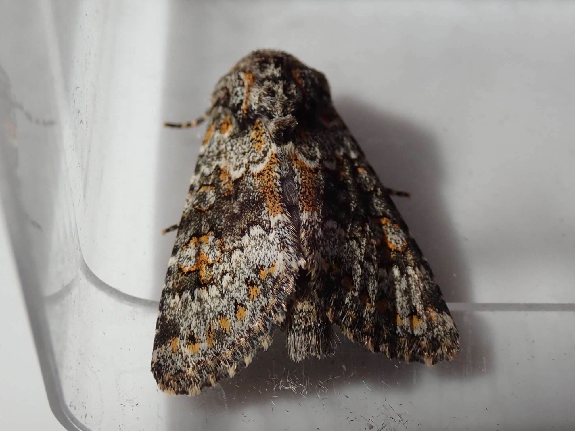 Small Ranunculus | Somerset Moths