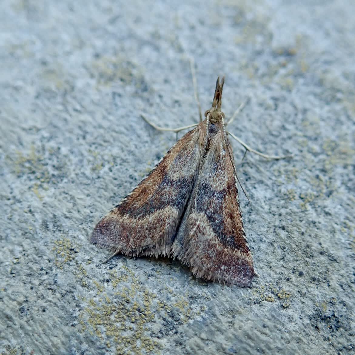 Long-legged Tabby (Synaphe punctalis) photographed in Somerset by Sue Davies