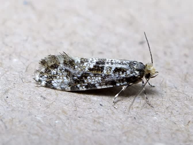 Large Brindled Clothes Moth (Triaxomera parasitella) photographed in Somerset by Sue Davies