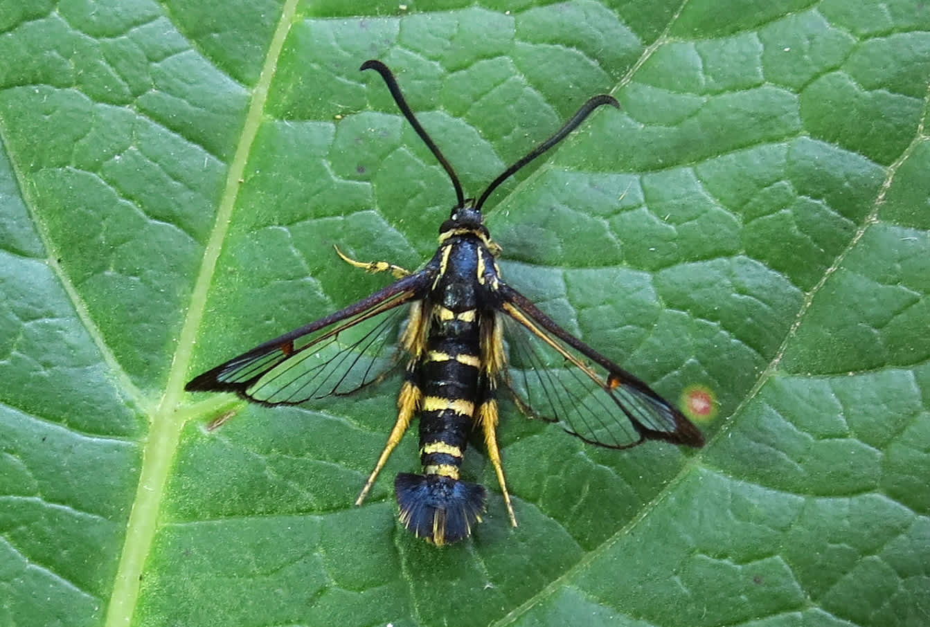 Yellow-legged Clearwing (Synanthedon vespiformis) photographed in Somerset by Steve Chapple