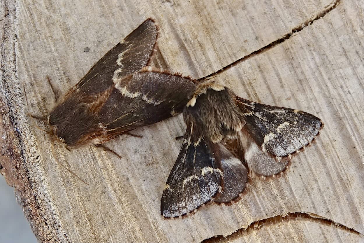 December Moth (Poecilocampa populi) photographed in Somerset by Sue Davies