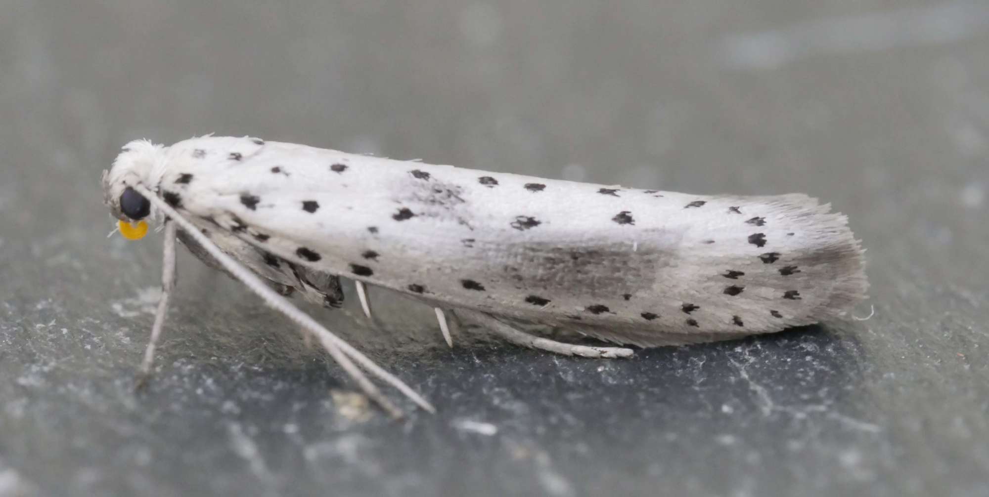 Scarce Ermine (Yponomeuta irrorella) photographed in Somerset by Jenny Vickers