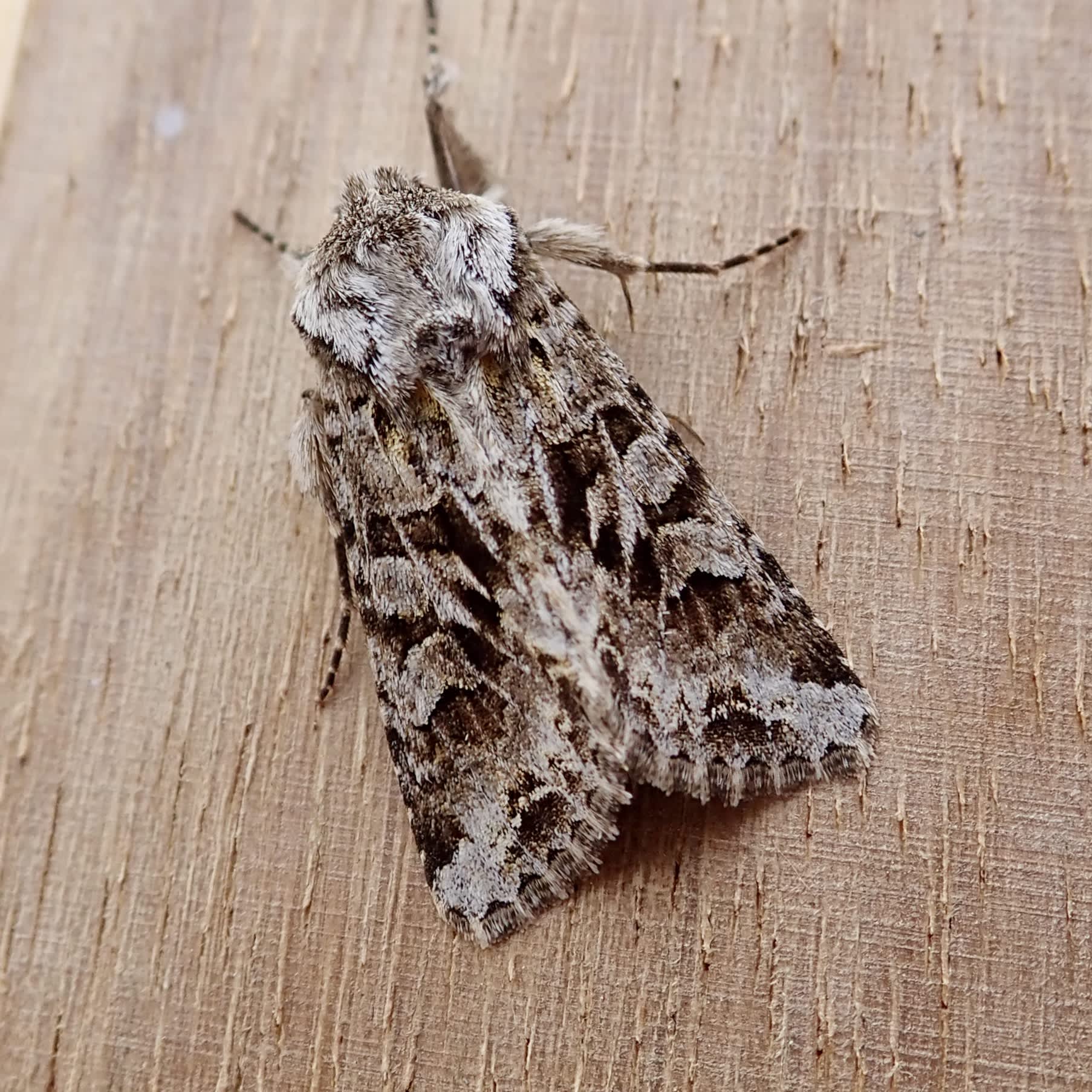 The Shears (Hada plebeja) photographed in Somerset by Sue Davies