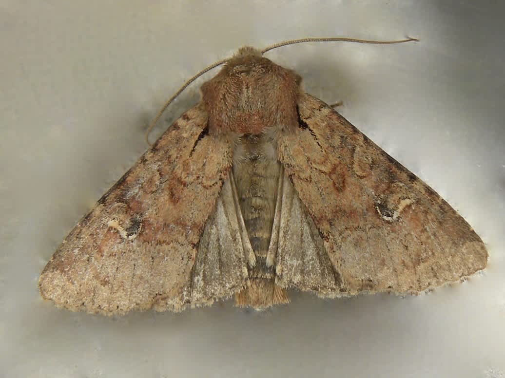 Rustic Shoulder-knot (Apamea sordens) photographed in Somerset by Sue Davies