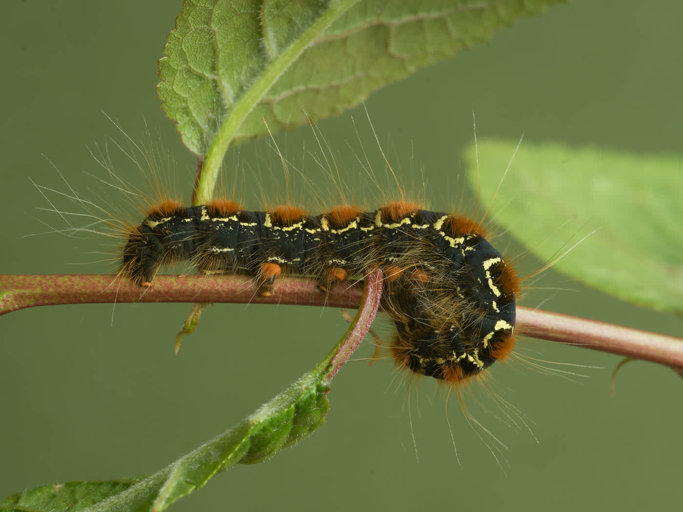 Small Eggar (Eriogaster lanestris) photographed in Somerset by John Bebbington