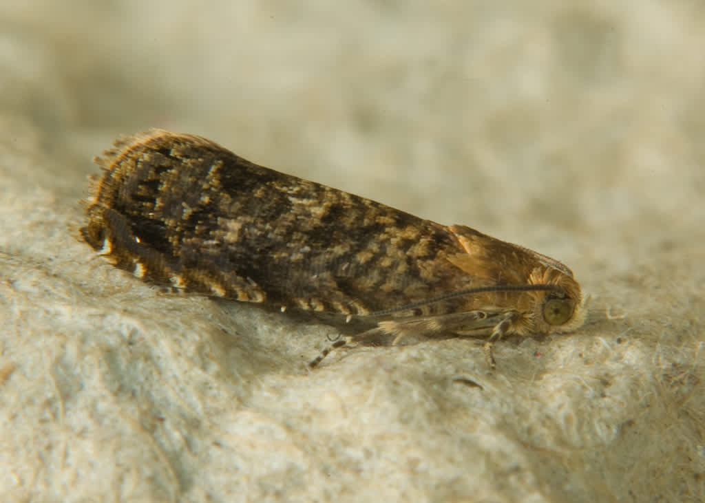 Pale-bordered Piercer (Grapholita janthinana) photographed in Somerset by John Bebbington