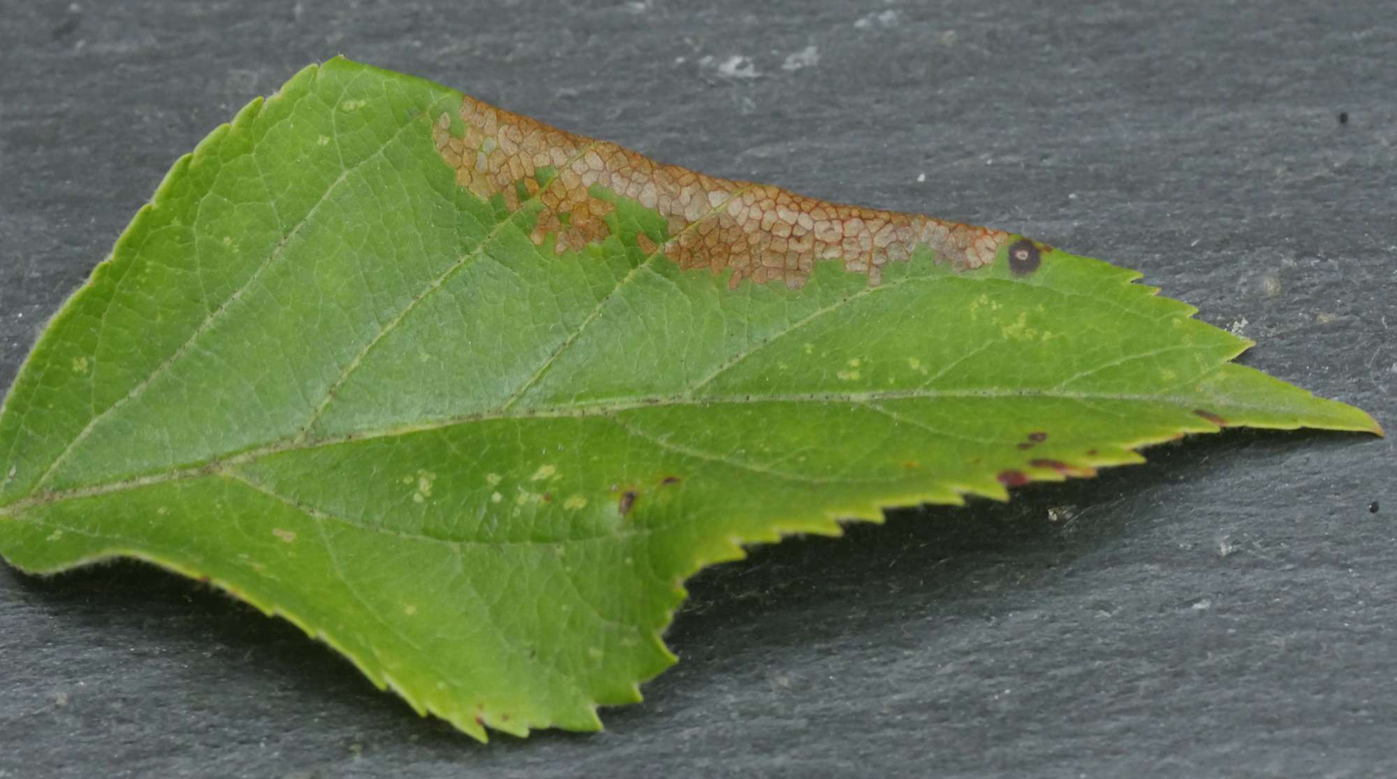 Rowan Slender (Parornix scoticella) photographed in Somerset by Jenny Vickers