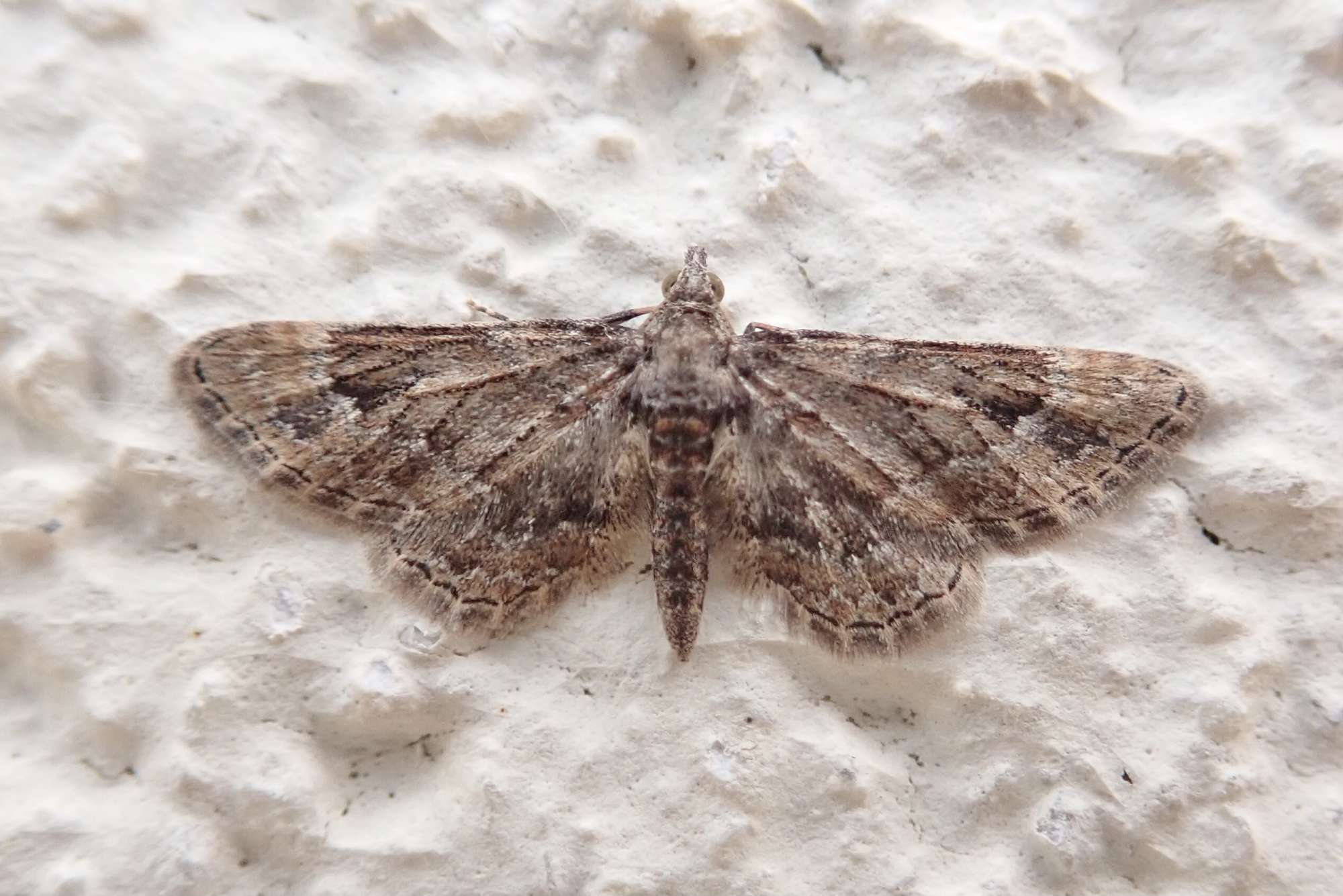 Double-striped Pug (Gymnoscelis rufifasciata) photographed in Somerset by Sue Davies