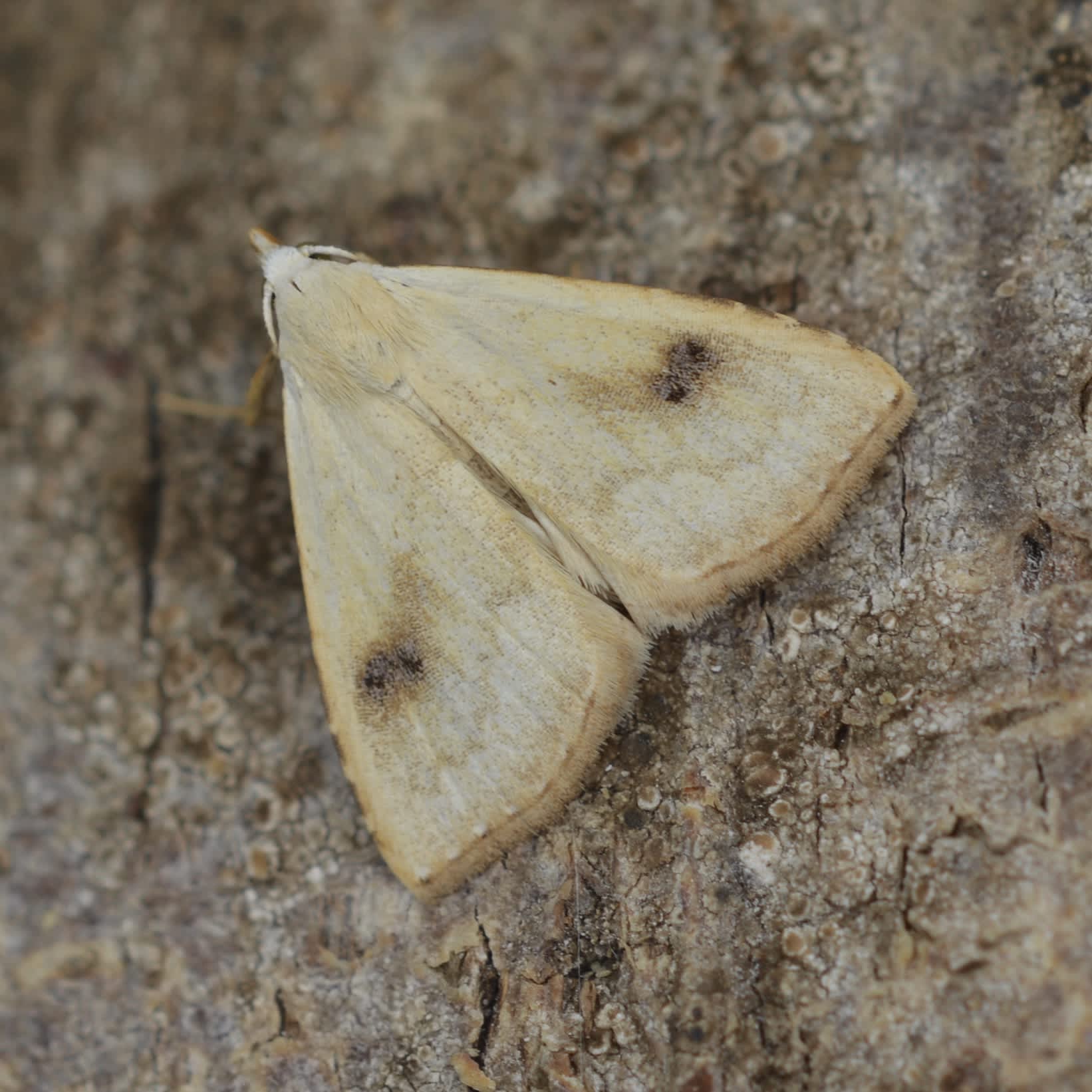 Straw Dot (Rivula sericealis) photographed in Somerset by Sue Davies