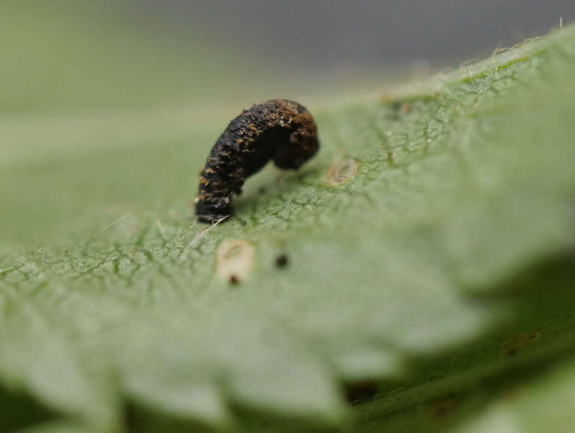 Pistol Case-bearer (Coleophora anatipennella) photographed in Somerset by Jenny Vickers