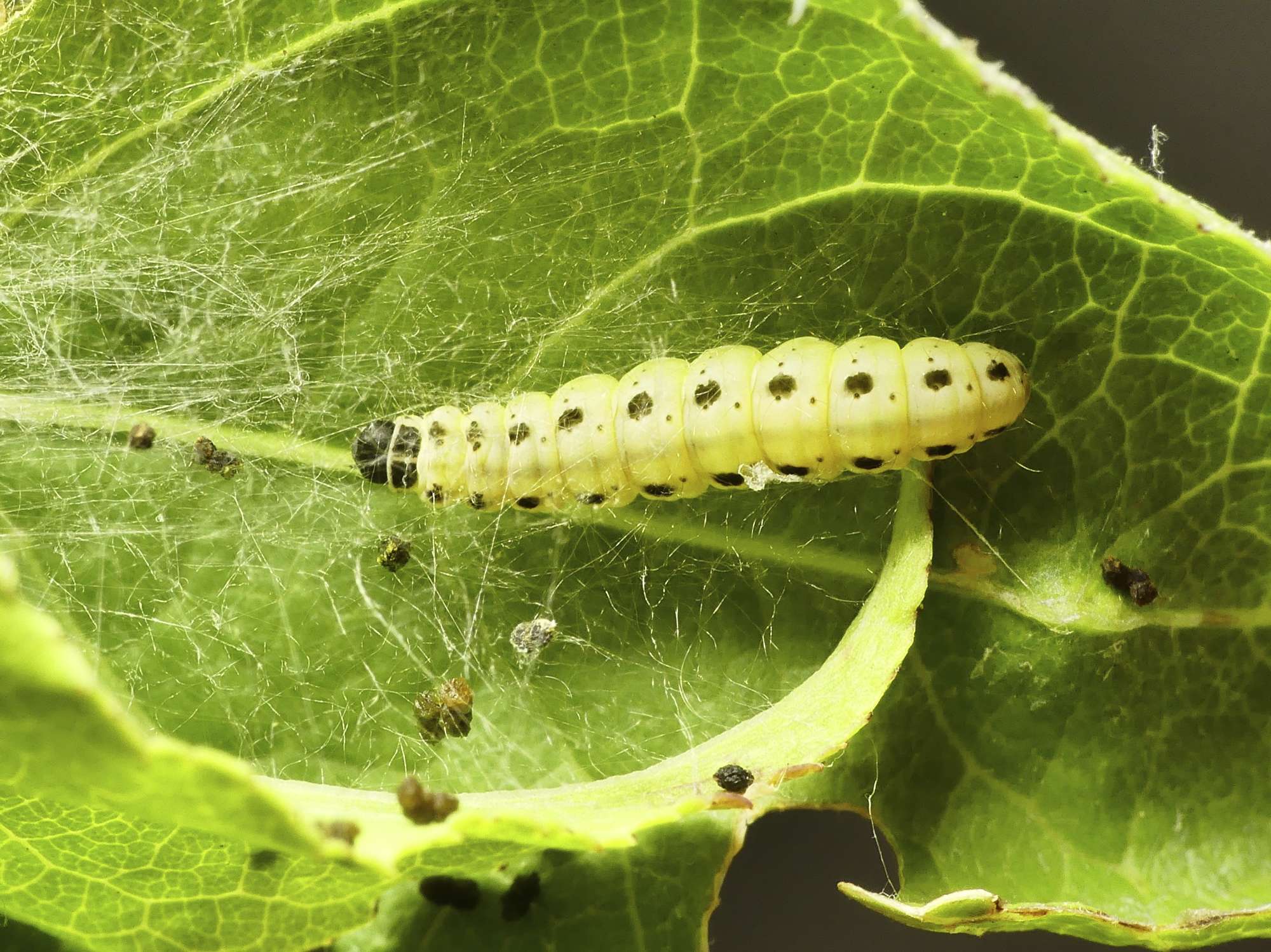 Scarce Ermine (Yponomeuta irrorella) photographed in Somerset by Paul Wilkins