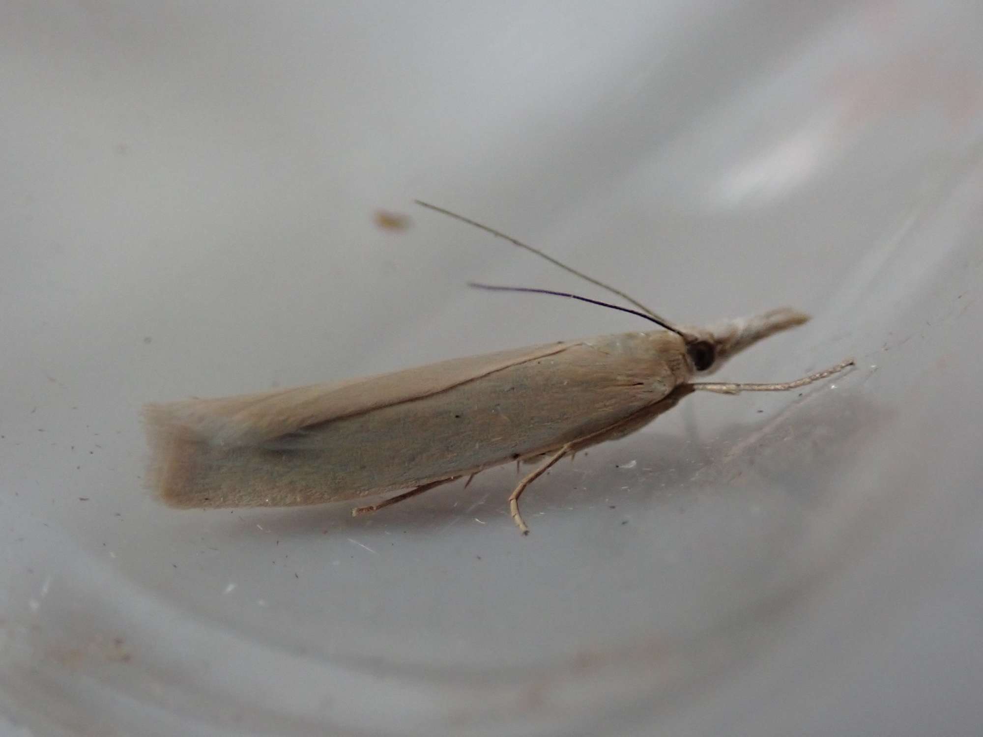 Satin Grass-veneer (Crambus perlella) photographed in Somerset by Christopher Iles