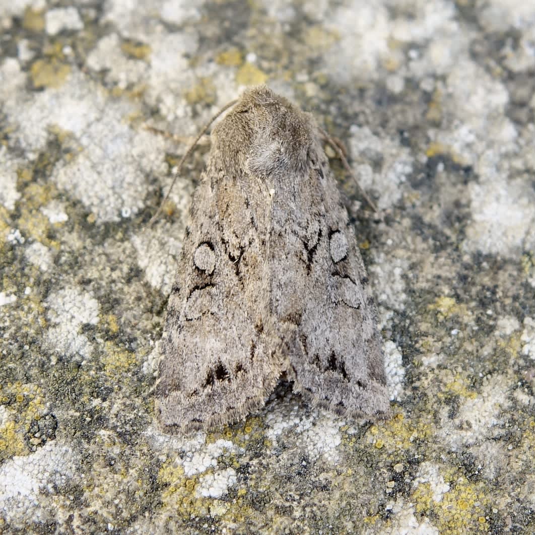 Dingy Shears (Apterogenum ypsillon) photographed in Somerset by Sue Davies