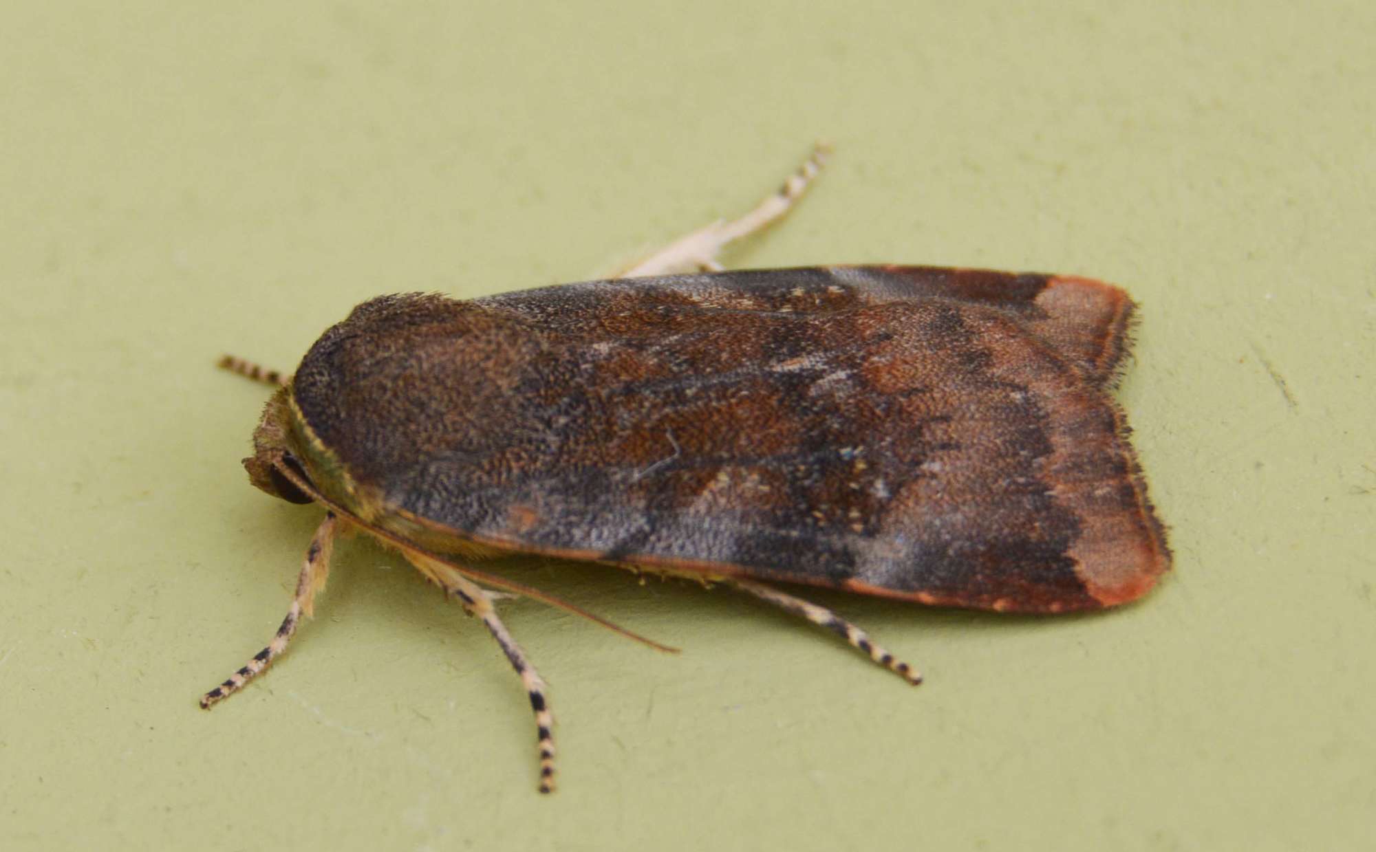Lesser Broad-bordered Yellow Underwing (Noctua janthe) photographed in Somerset by Jenny Vickers
