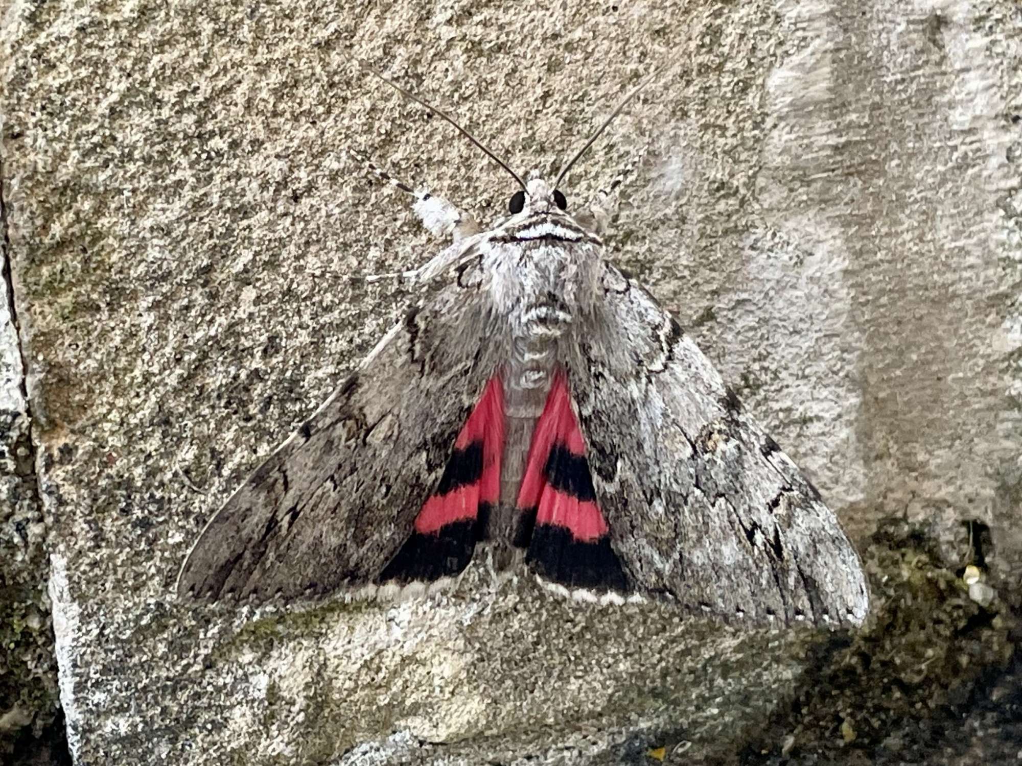 Rosy Underwing (Catocala electa) photographed in Somerset by Sue Davies
