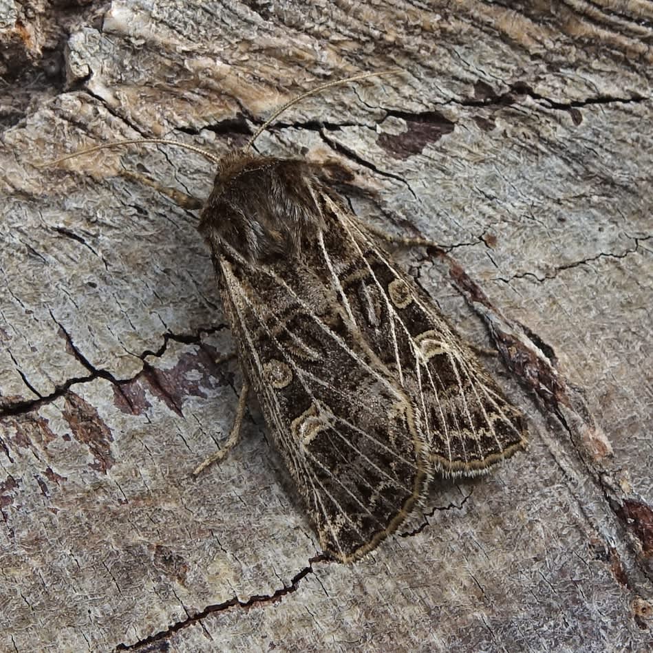 Feathered Gothic (Tholera decimalis) photographed in Somerset by Sue Davies