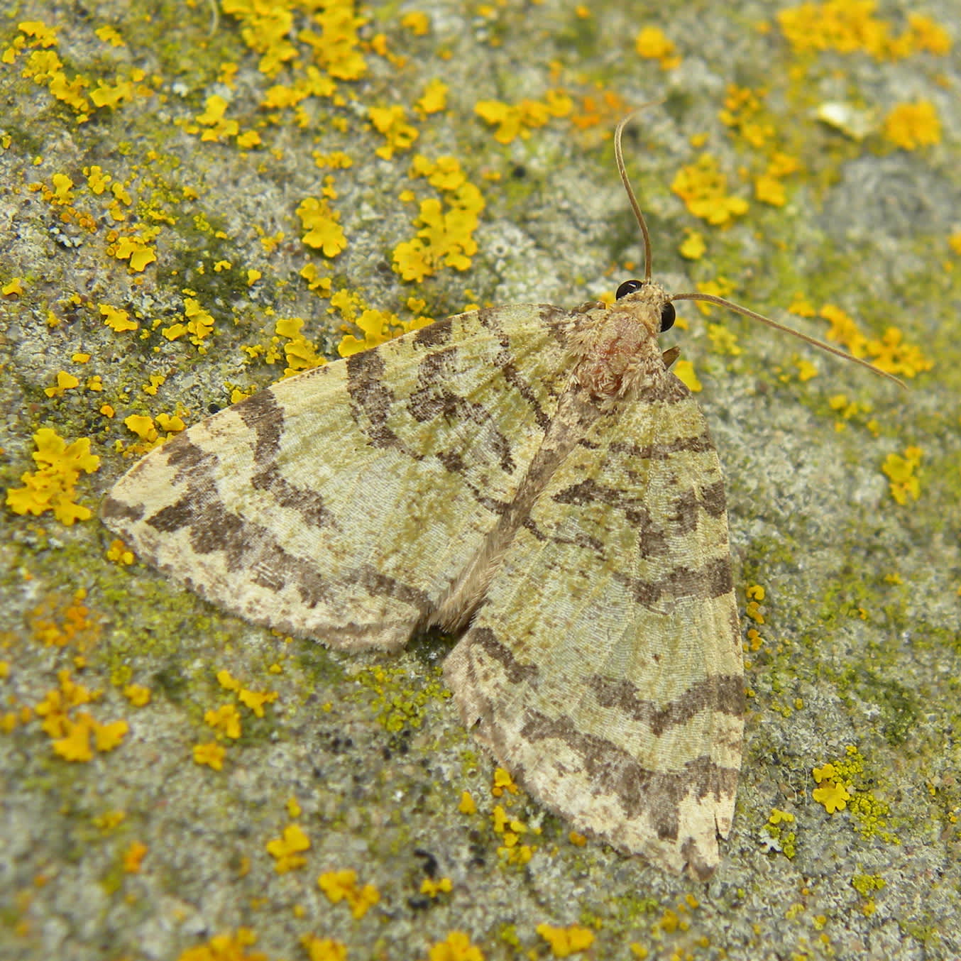 July Highflyer (Hydriomena furcata) photographed in Somerset by Sue Davies