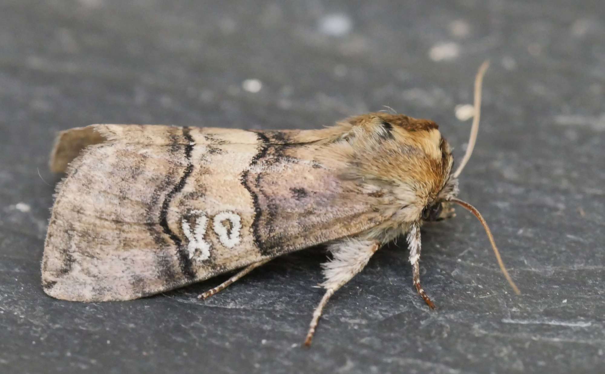 Figure of Eighty (Tethea ocularis) photographed in Somerset by Jenny Vickers