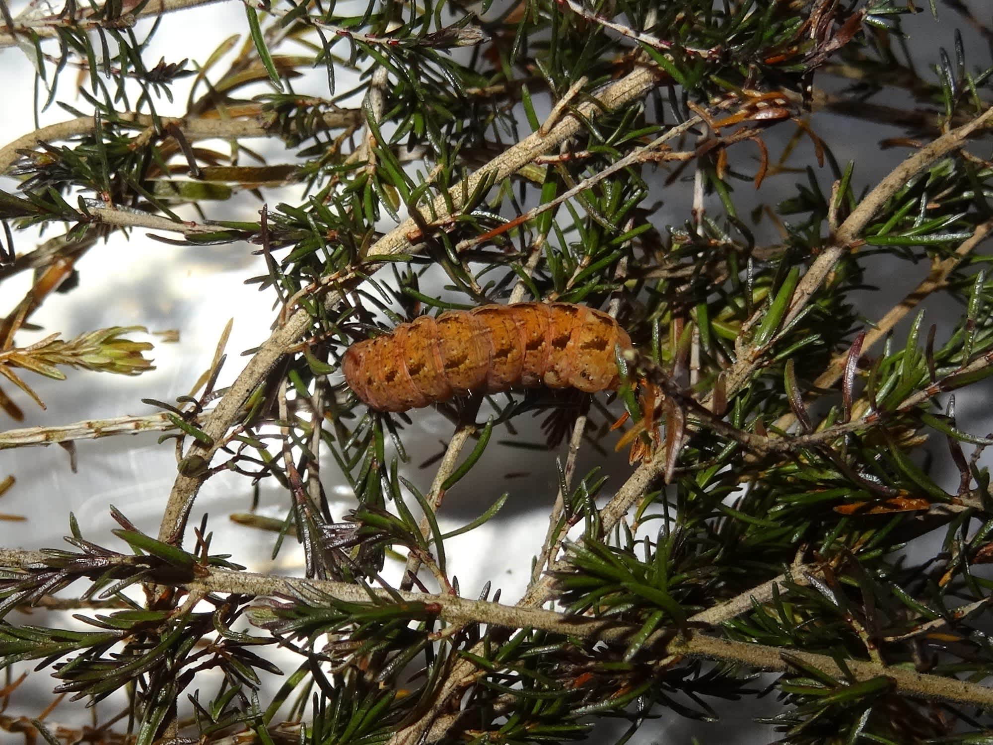 Ingrailed Clay (Diarsia mendica) photographed in Somerset by Christopher Iles