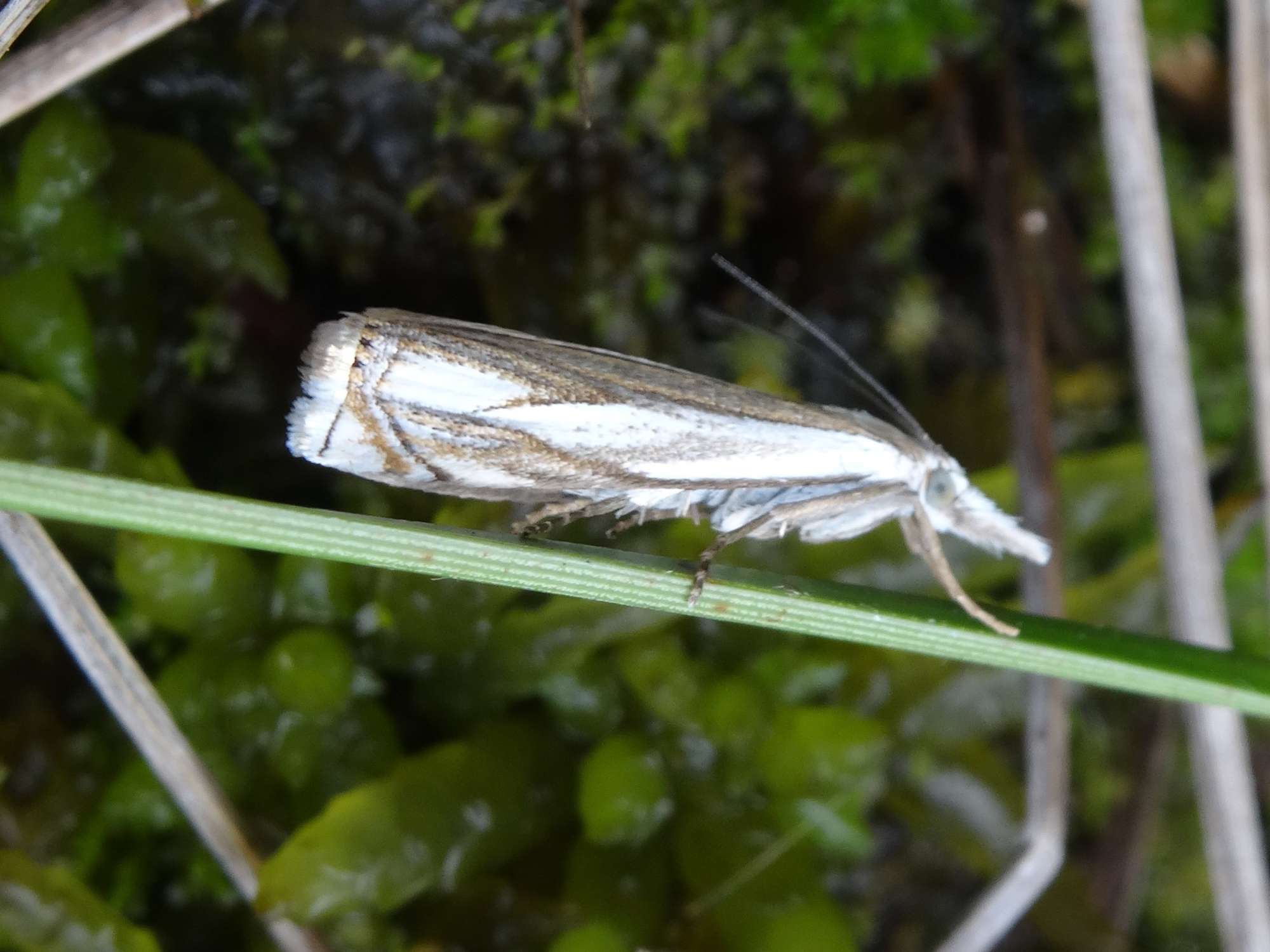 Marsh Grass-veneer (Crambus uliginosellus) photographed in Somerset by Christopher Iles