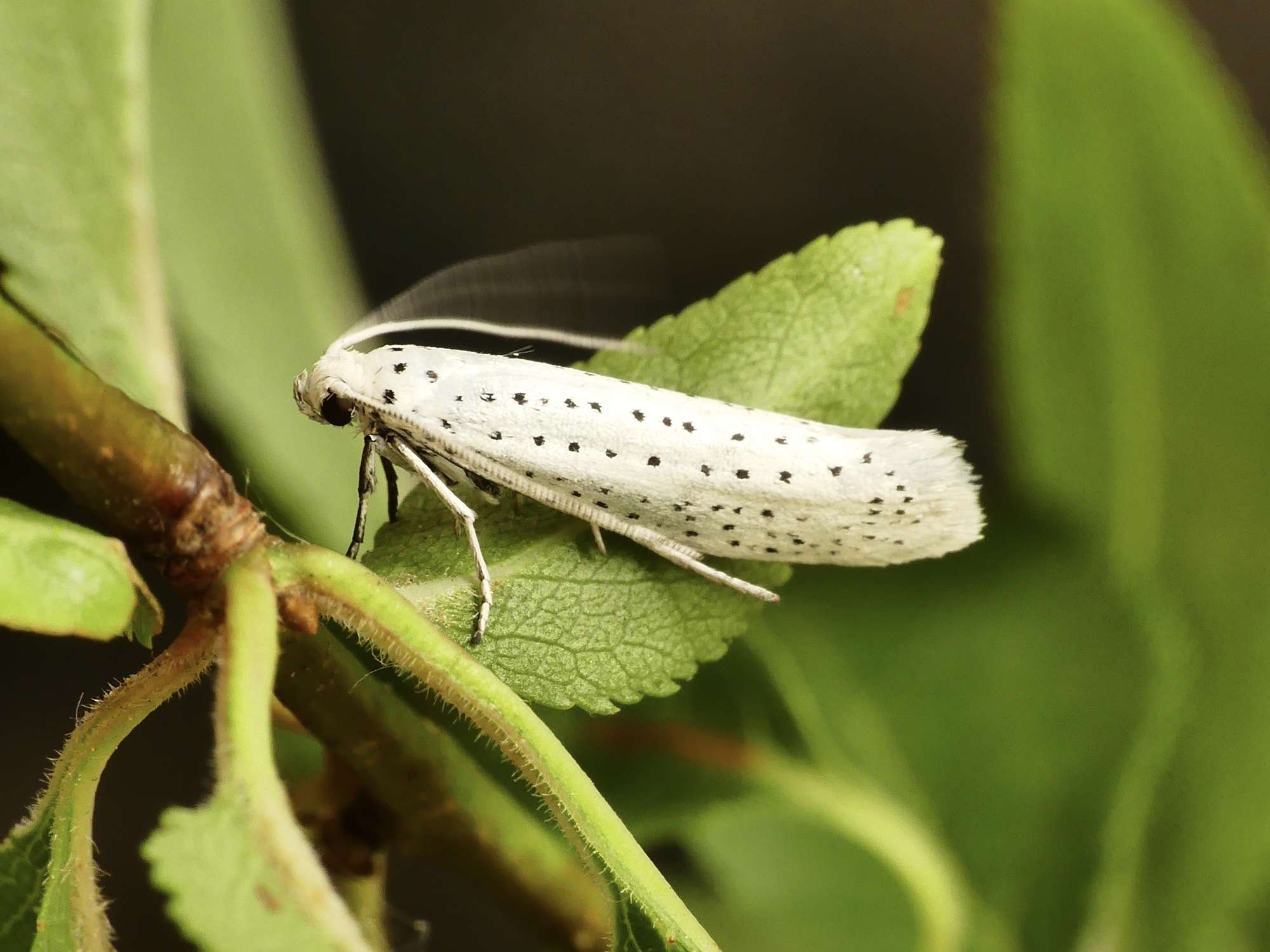 Bird-cherry Ermine (Yponomeuta evonymella) photographed in Somerset by Paul Wilkins