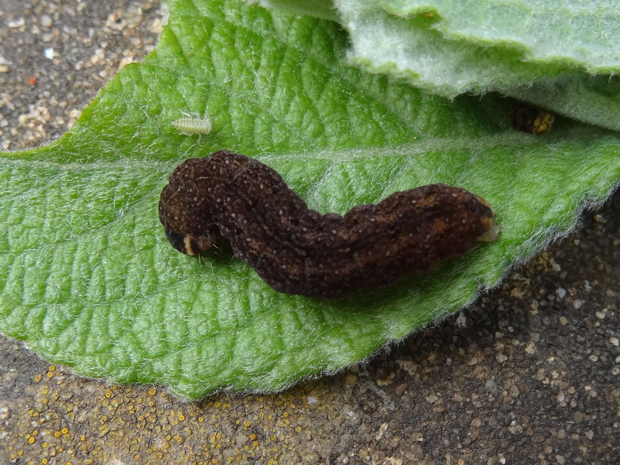 The Sallow (Cirrhia icteritia) photographed in Somerset by Christopher Iles