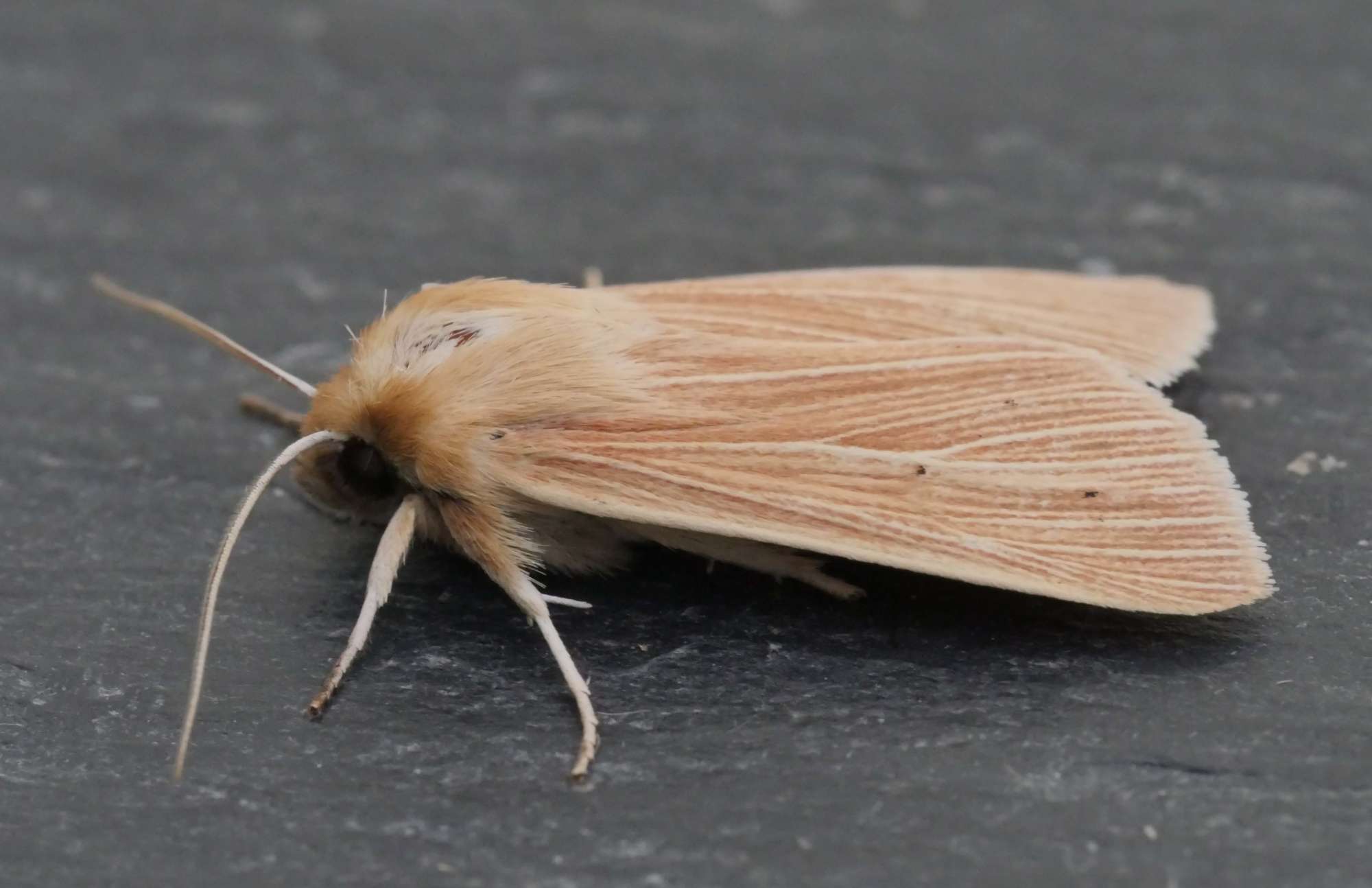 Common Wainscot (Mythimna pallens) photographed in Somerset by Jenny Vickers