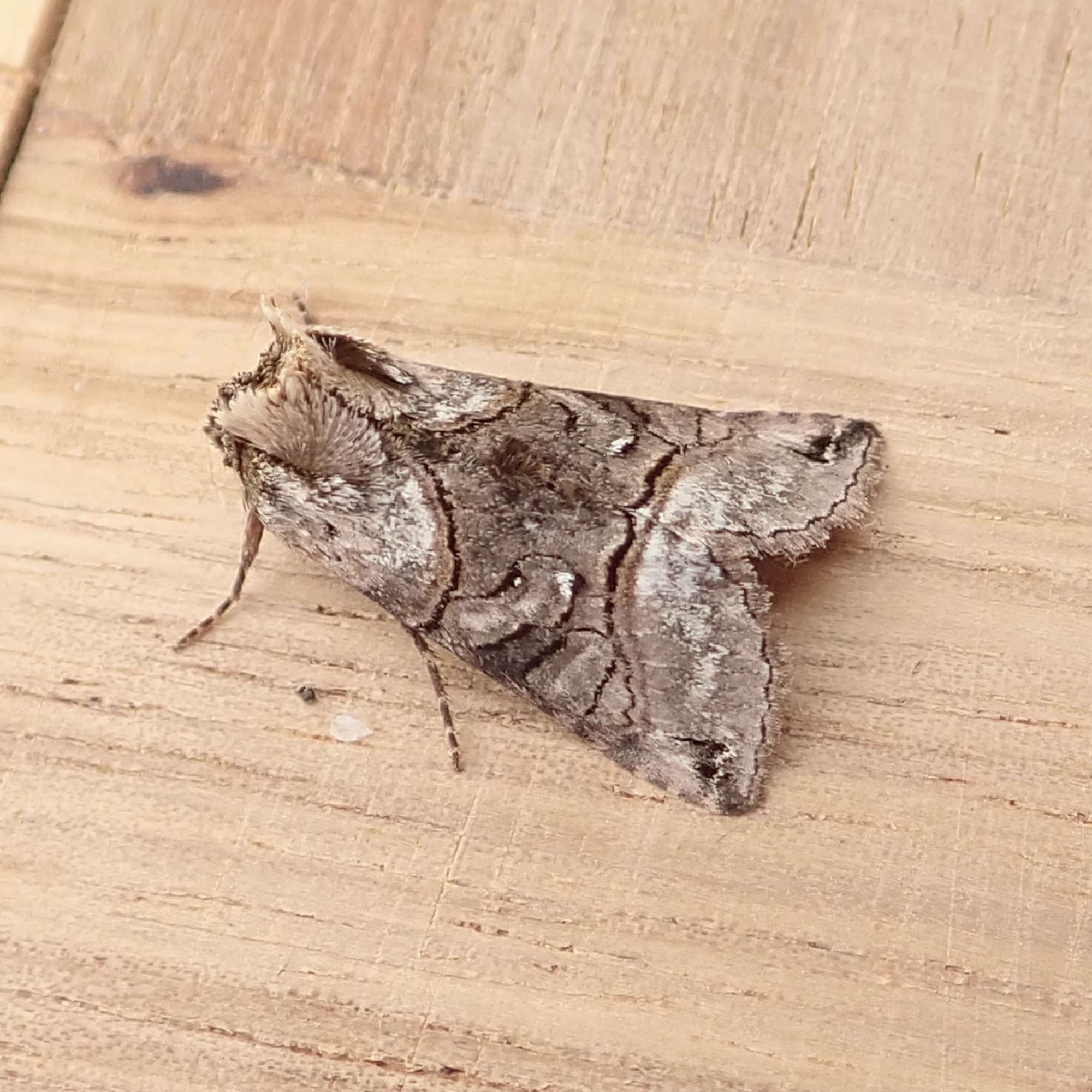 The Spectacle (Abrostola tripartita) photographed in Somerset by Sue Davies