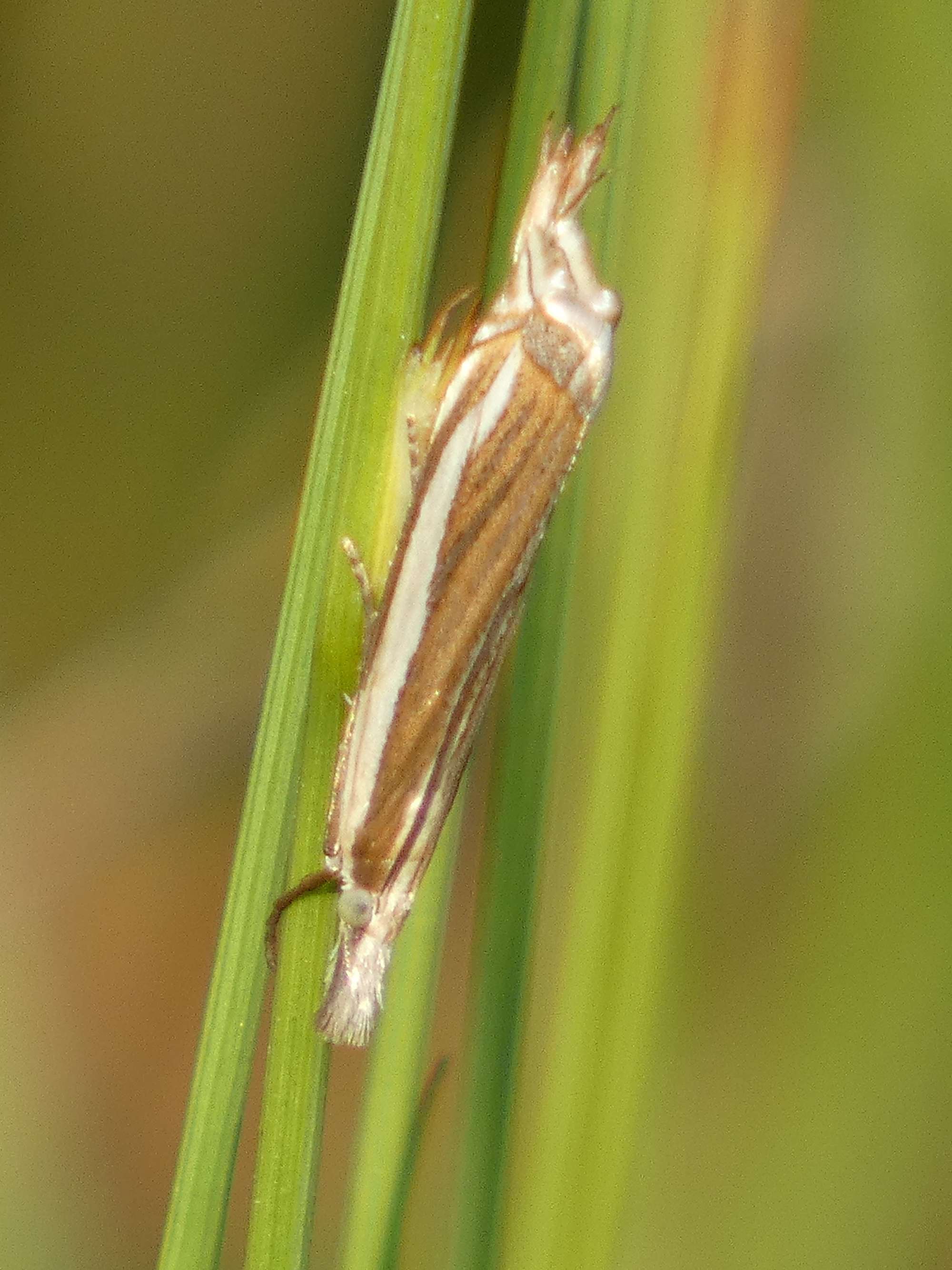 Inlaid Grass-veneer (Crambus pascuella) photographed in Somerset by Christopher Iles