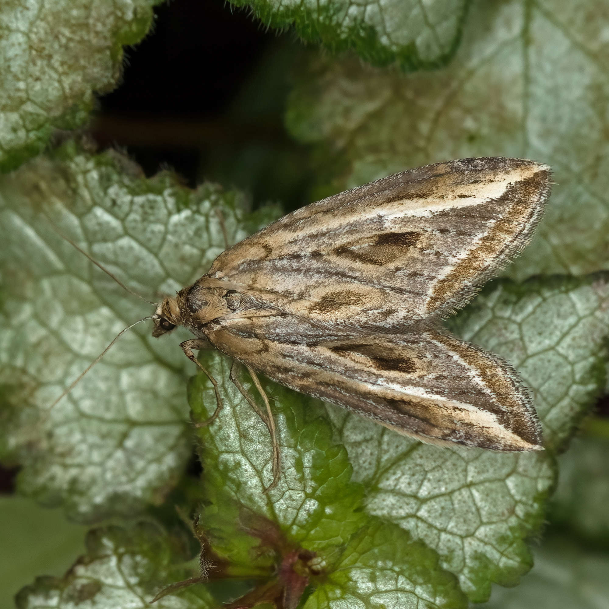 The Streak (Chesias legatella) photographed in Somerset by Nigel Voaden