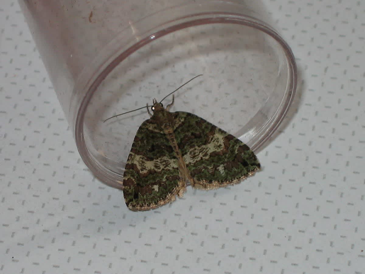 July Highflyer (Hydriomena furcata) photographed in Somerset by Christopher Iles